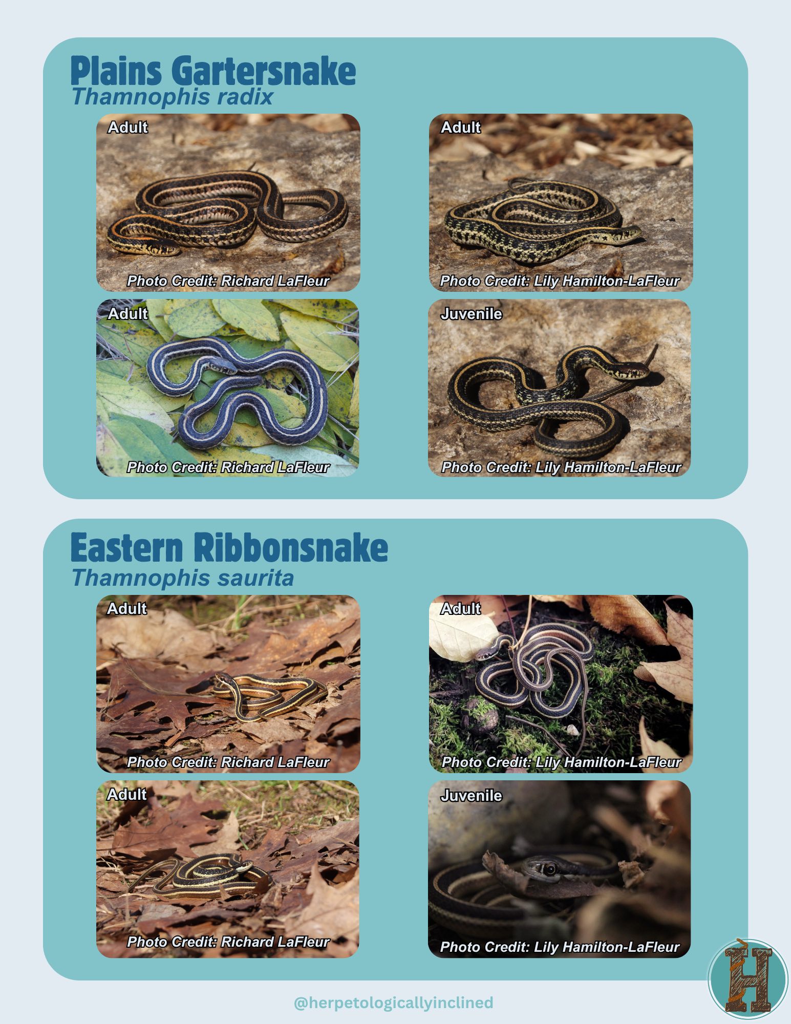 Snakes of Wisconsin Identification | Here is a Wisconsin Snake ...
