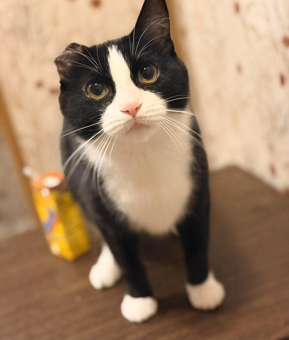 STILL MISSING as of 8/1/26 LOST CAT 7/24/26 Juniper Ln - Zenith