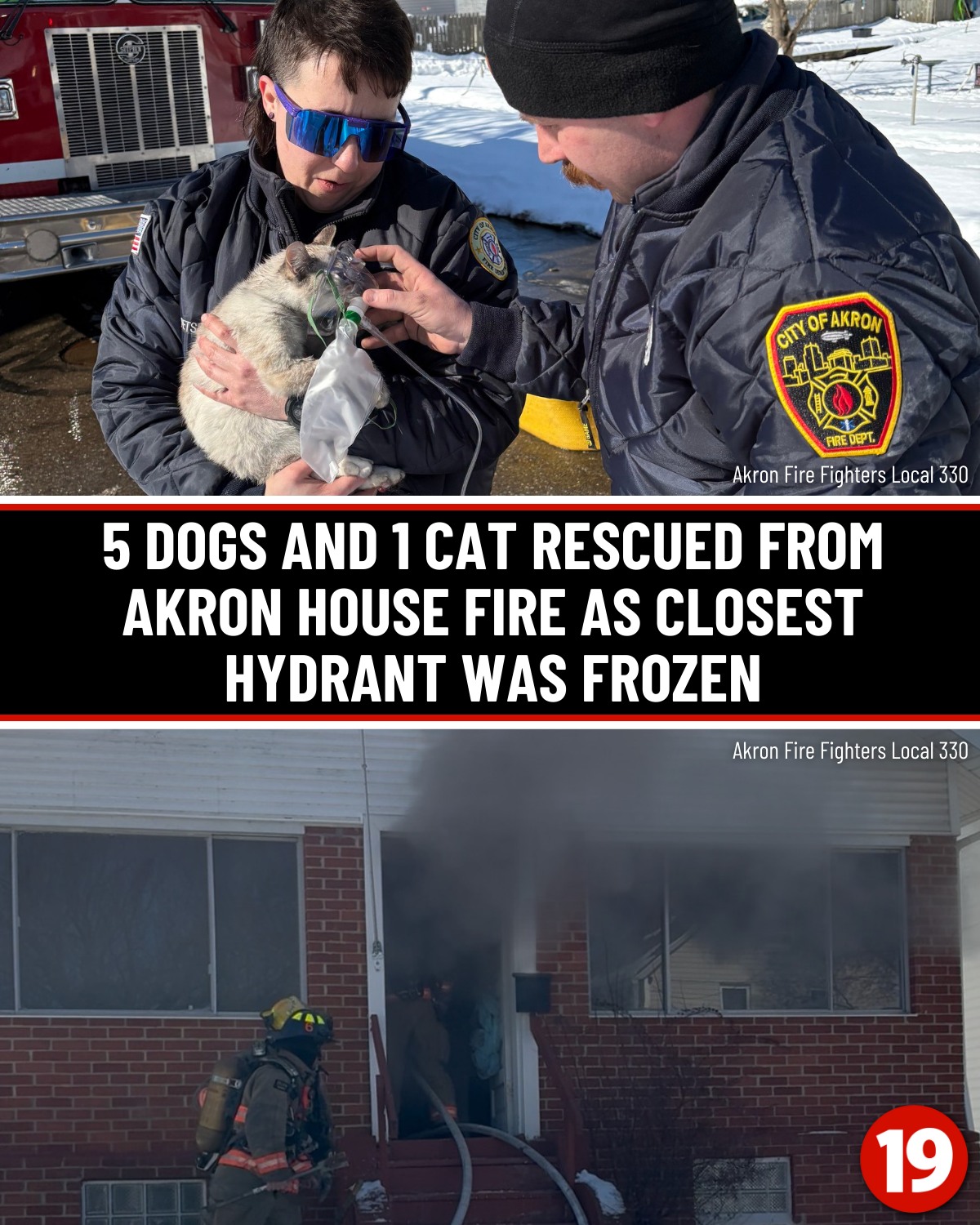Cleveland - Akron firefighters saved the lives of five dogs and a cat ...