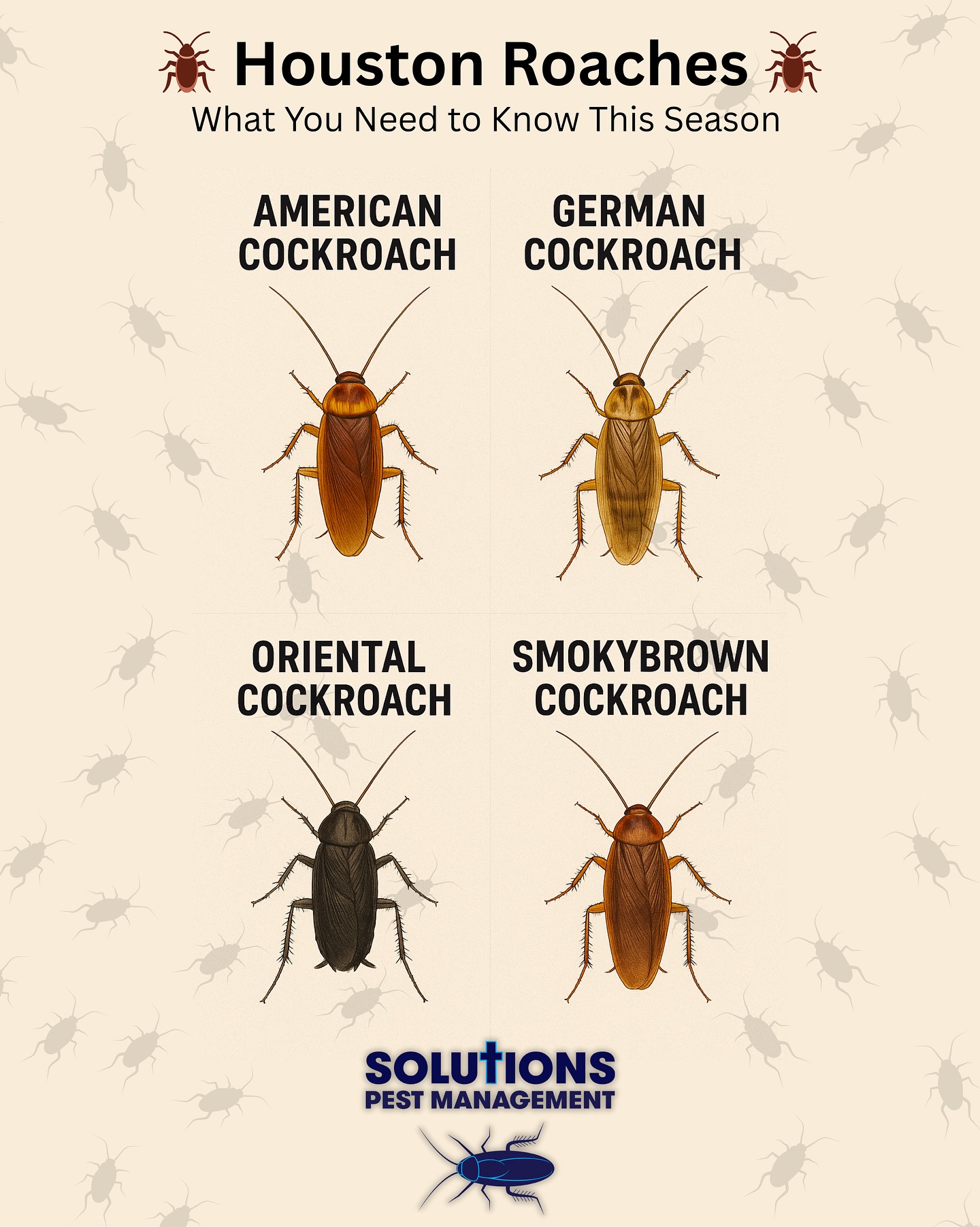Solutions - 🪳 Houston Roaches: What You Need to Know This Season 🪳 Not ...