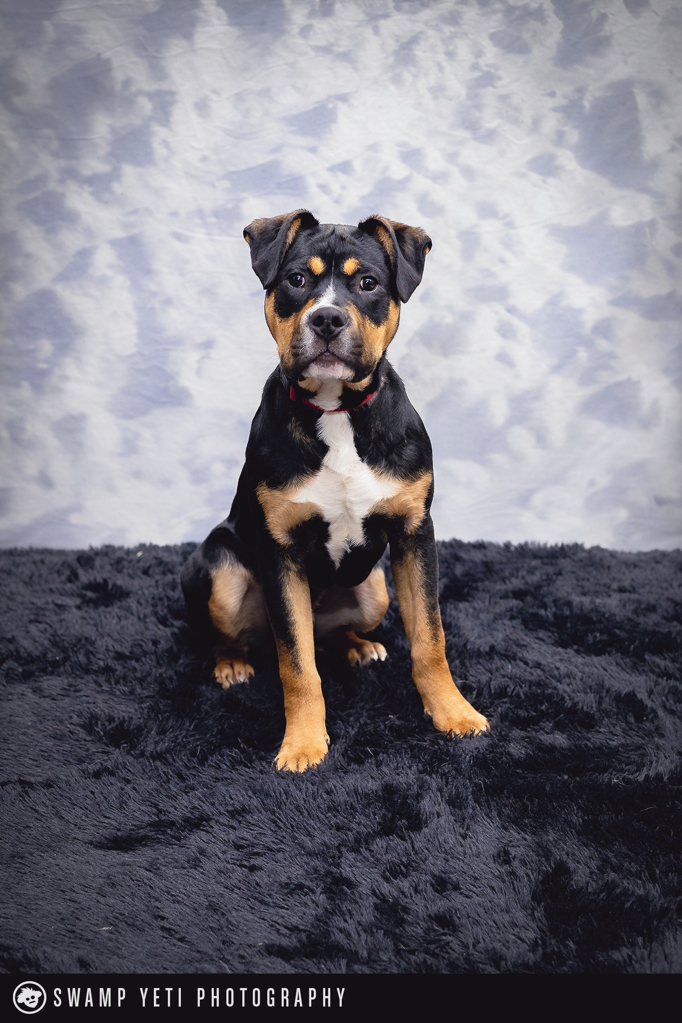 SCAAR - TITAN - AVAILABLE FOR ADOPTION Hi, I’m Titan, a 6-month-old ...