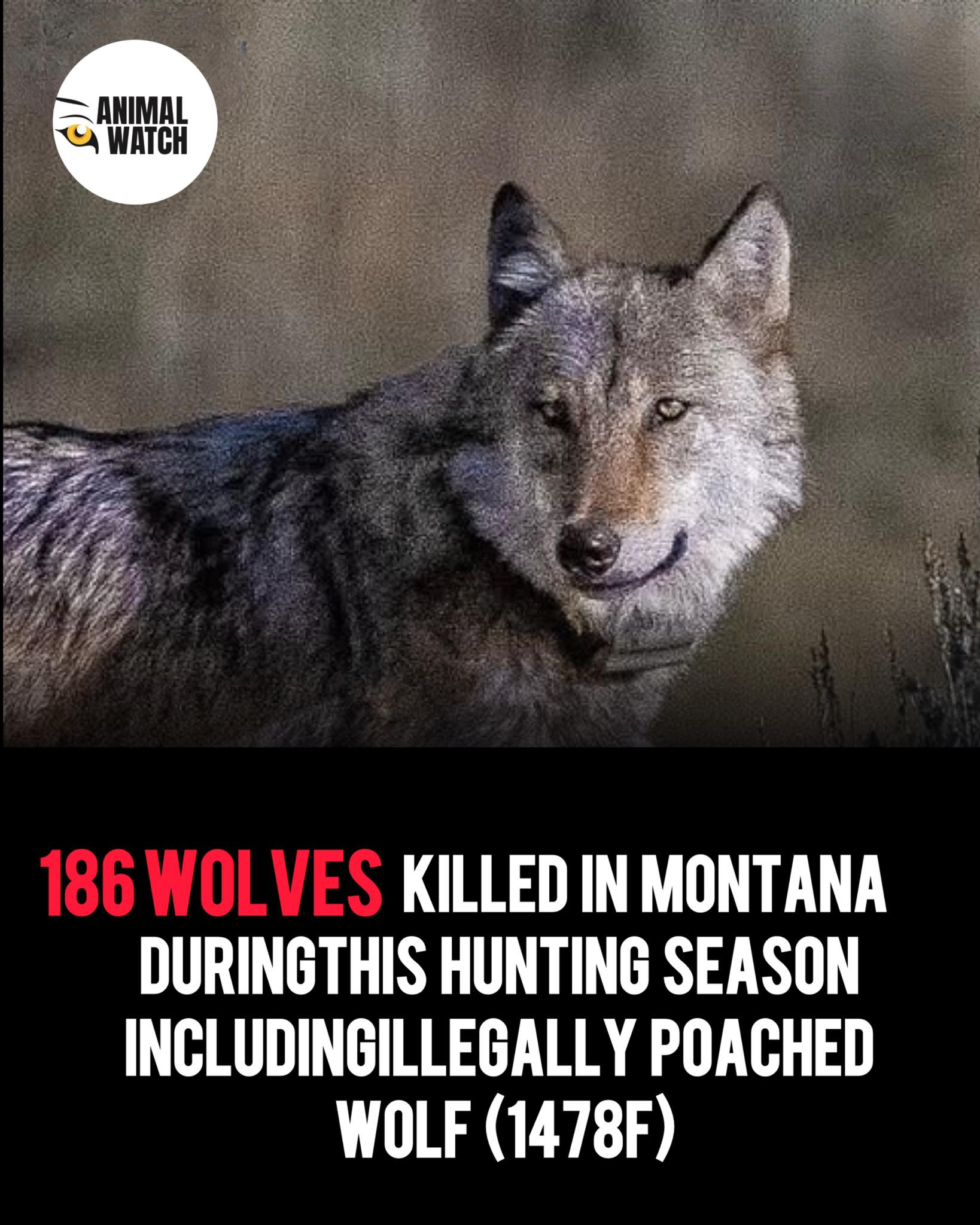 Anneka Svenska - 186 Wolves. That is the number being... | Facebook