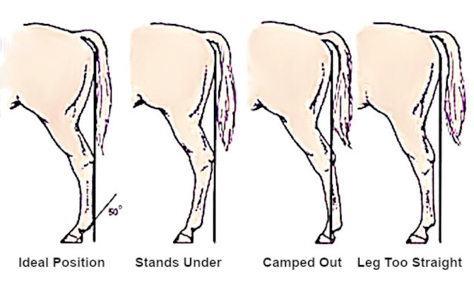 Bob - Conformation is barely understood today. Some people think it is ...