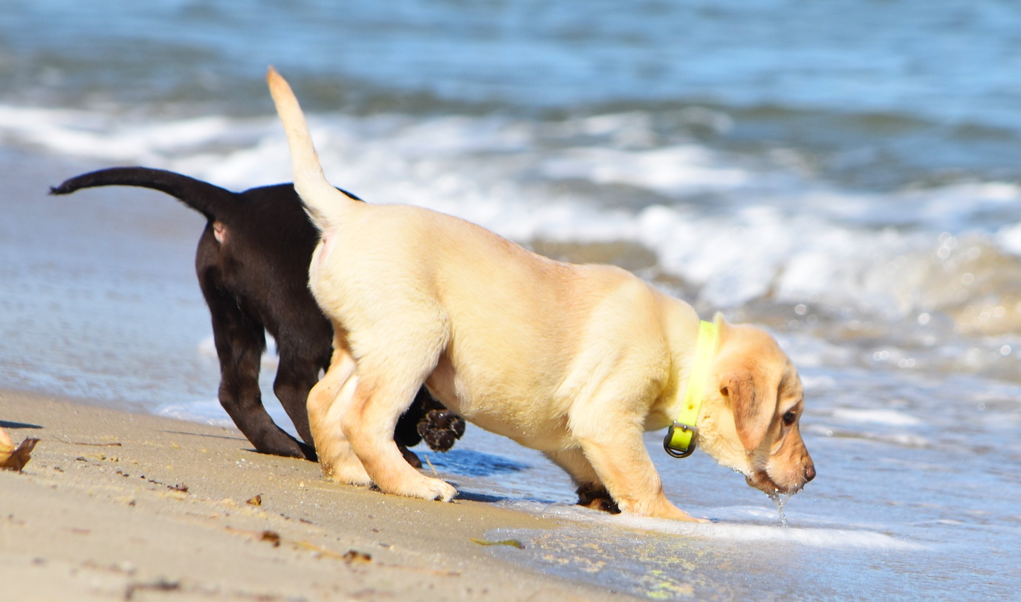 Blue Ridge Lane... - Blue Ridge Lane Labrador Retrievers