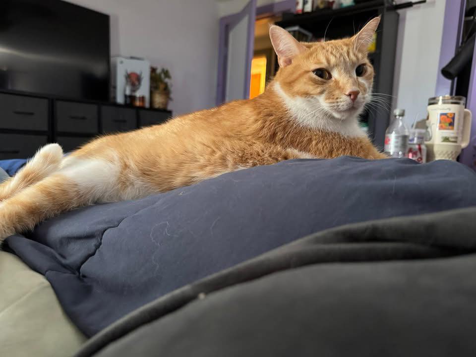 Lost in Indian springs/Graysville area 706-937-4227 Orange male