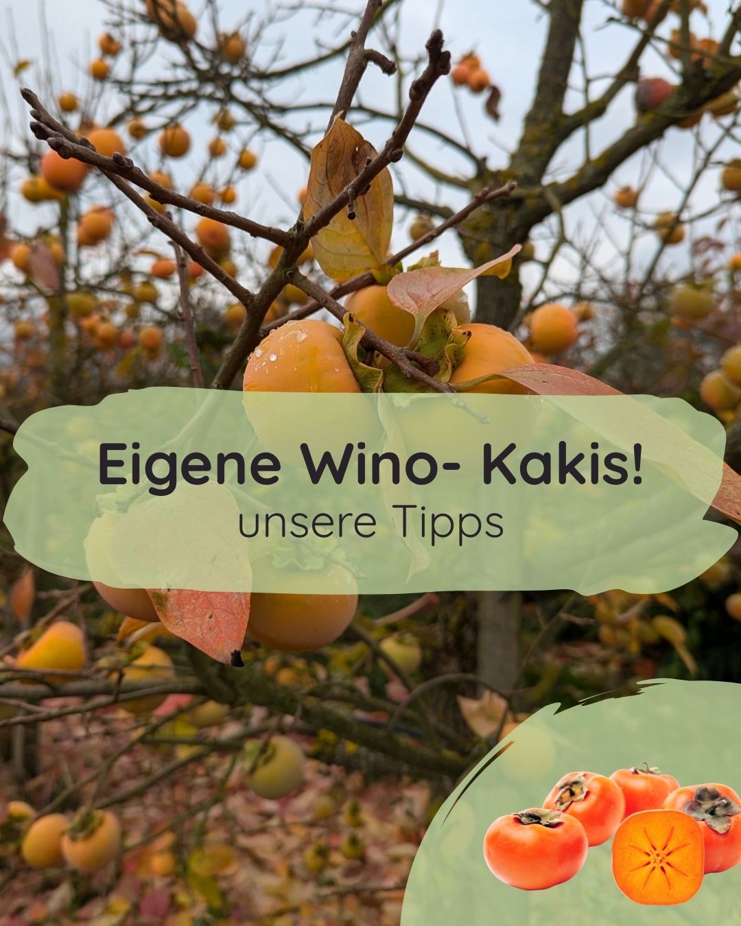 aufbewahrung nüsse glas Geteawily Luftdichte Behälter zur von Lebensmitteln, stapelbare Nüsse, luftdichter Kaffeebehälter, Nussbehälter, großes versiegeltes für Kaffeebohnen, losen Tee, Speisekammer Küche, Haushalt & Wohnen Farbe:black matt Kombucha-Pilz: Selber machen, pflegen zubehör