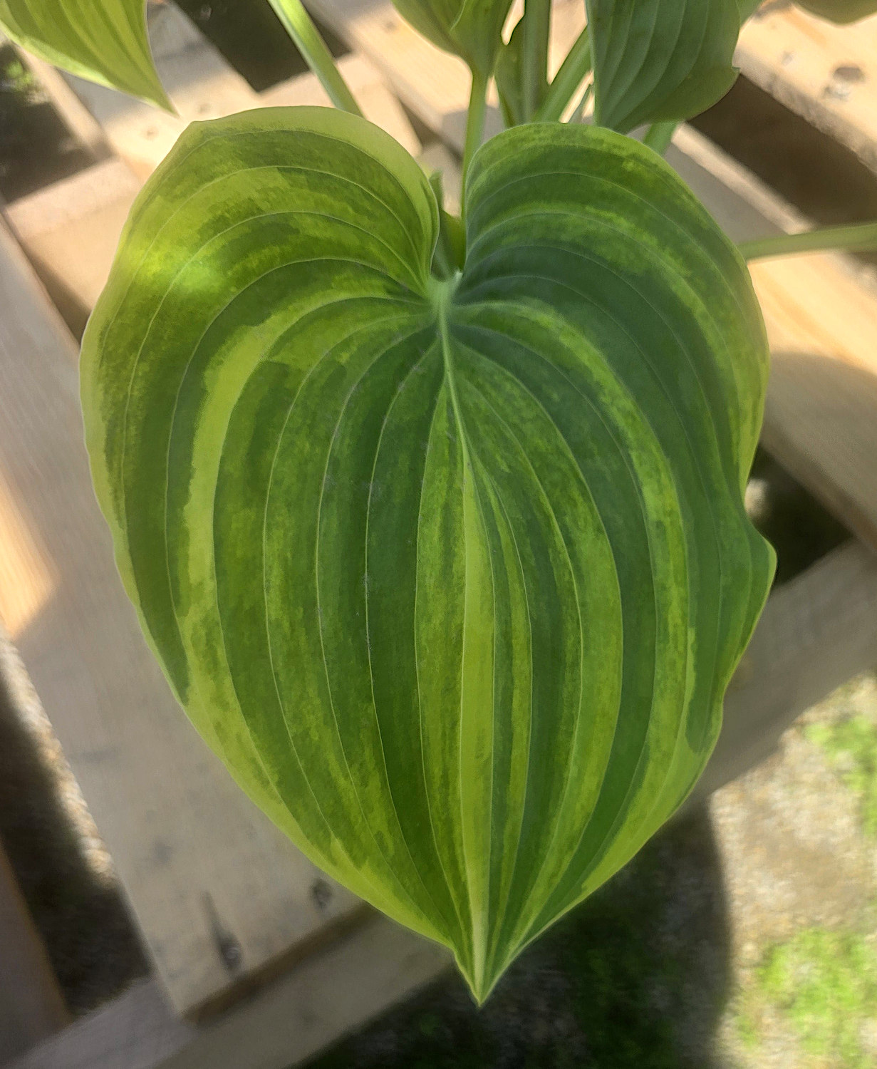 Super Stripes Hosta Rectifolia 'Mito-no-Hana' plant details