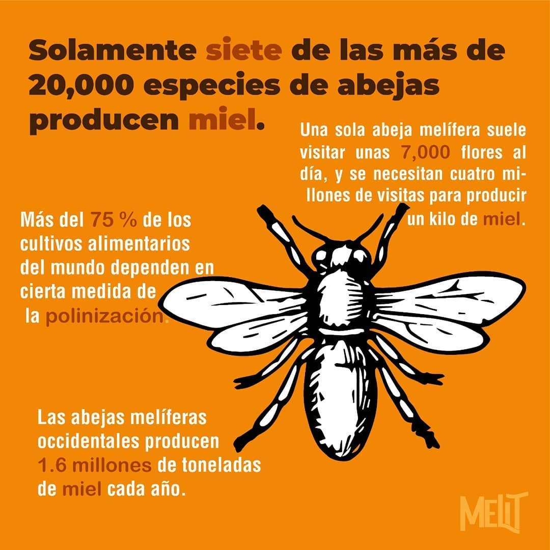 melit_co - El género Apis, al que pertenecen estas siete... | Facebook