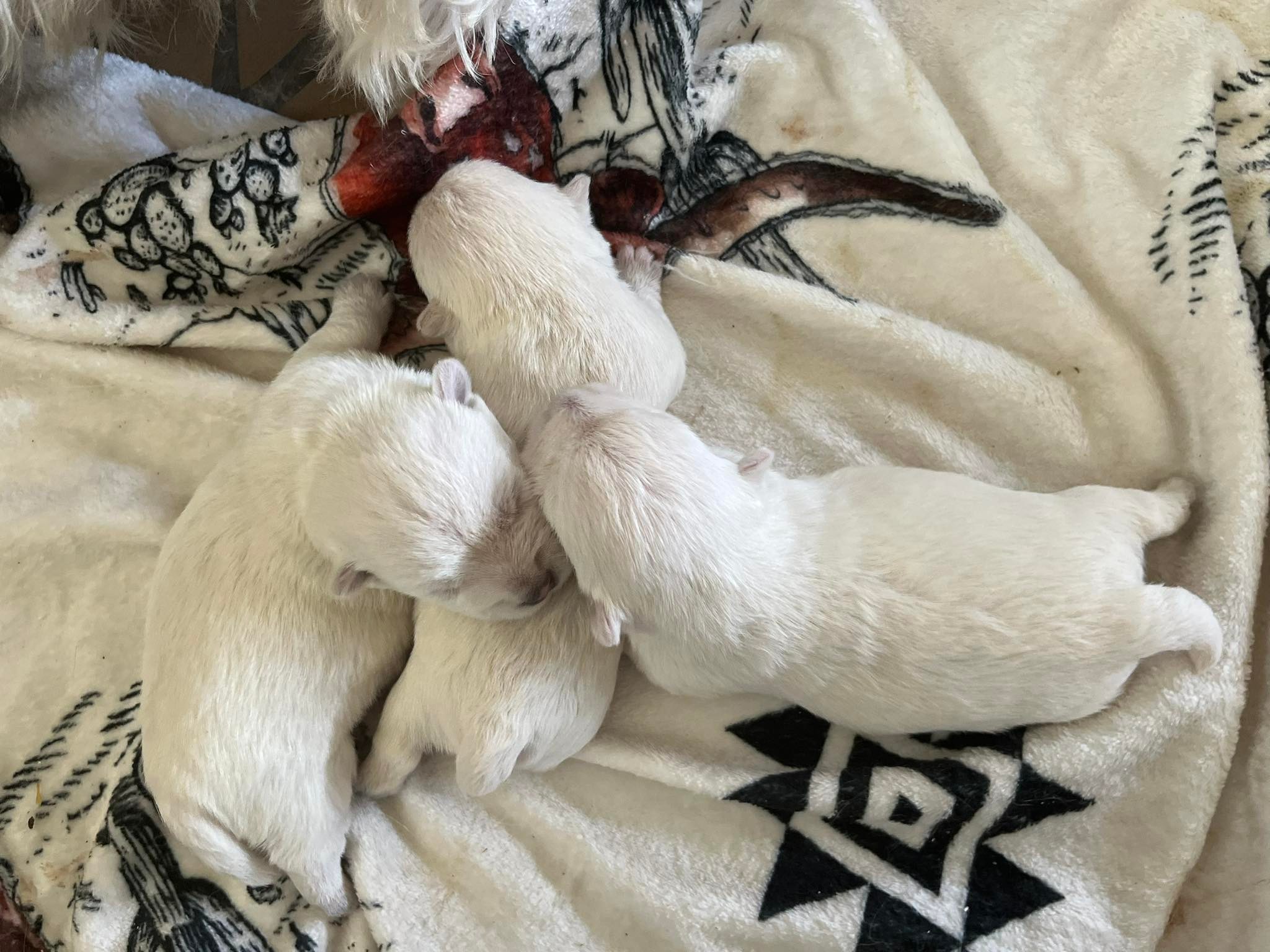 S & D Ranch... - S & D Ranch West Highland white Terriers