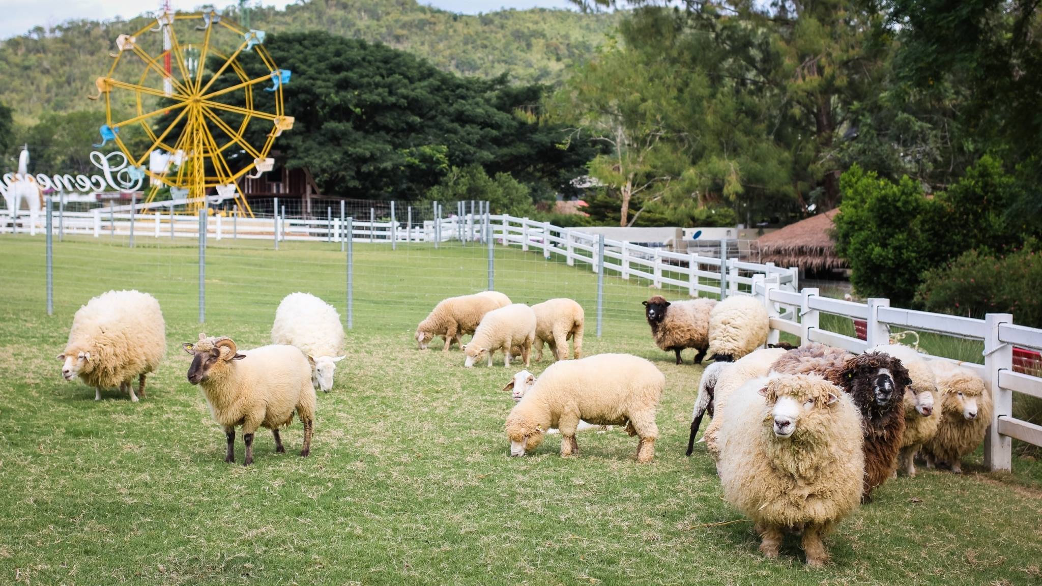 The Scenery The Scenery Vintage Farm ร สอร ท สวนผ ง