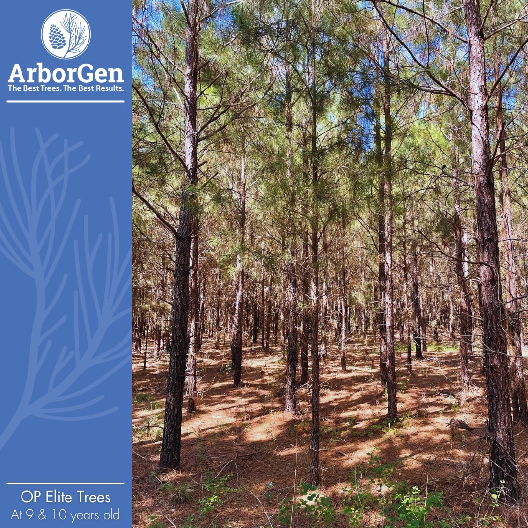 ArborGen - 🌲 OP Elite trees: 10 years vs. 9 years 🌲 The larger trees ...
