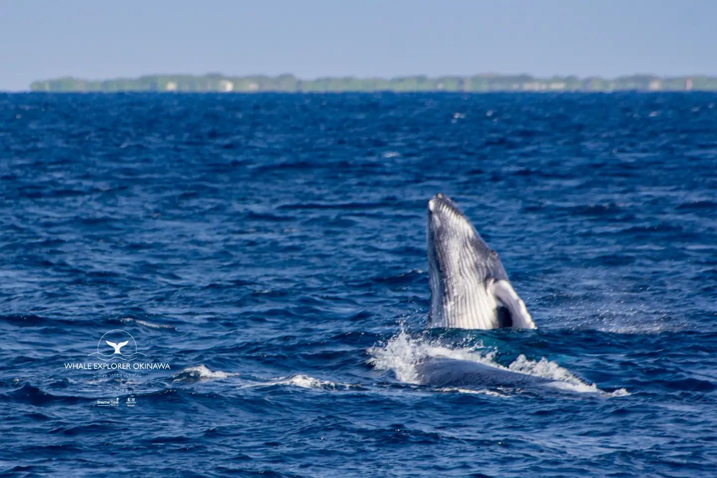 距離我們正式開辦只剩餘一星期!!!🐋🐋🐋... - Whale Explorer Okinawa 沖繩與鯨共游 | Facebook