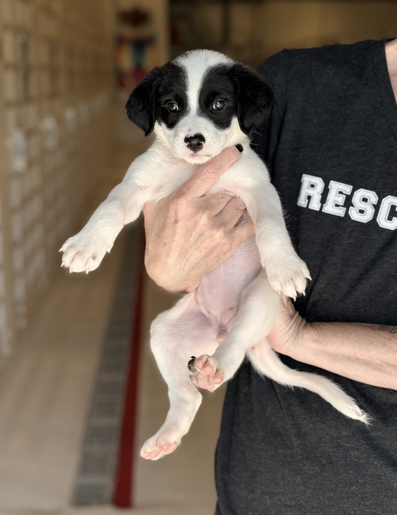 Here are the rest of the pups coming on Tuesday! Please share this