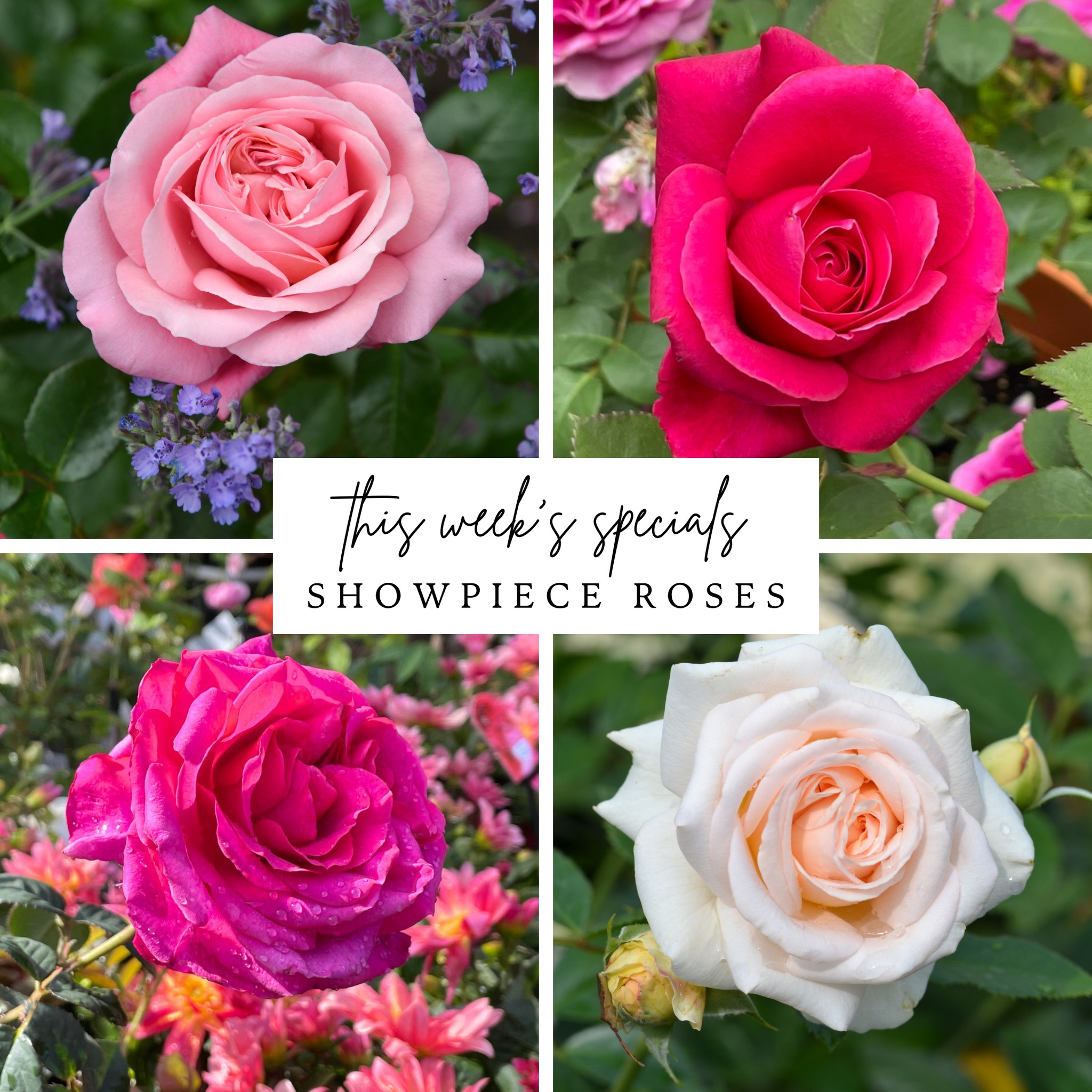 Spring - 🌸 This Week's Spring Specials 🌸 The full range of Showpiece ...
