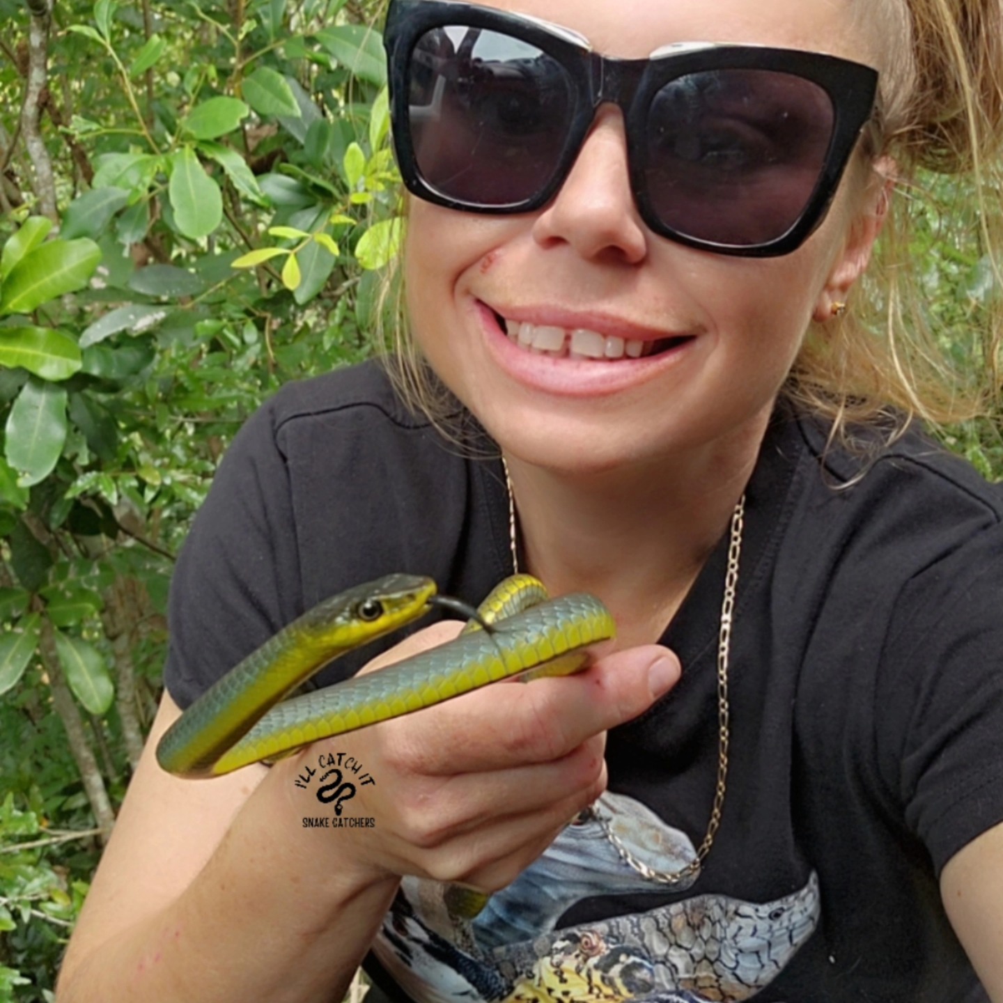 “Common Tree Snake”... - I'll Catch It Snake Relocations | Facebook