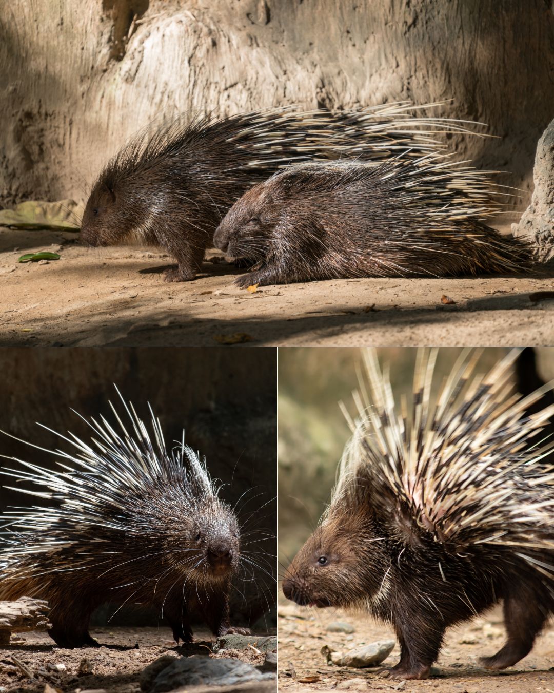 Discvr - The forest’s walking fortress. The Malayan porcupine may not ...