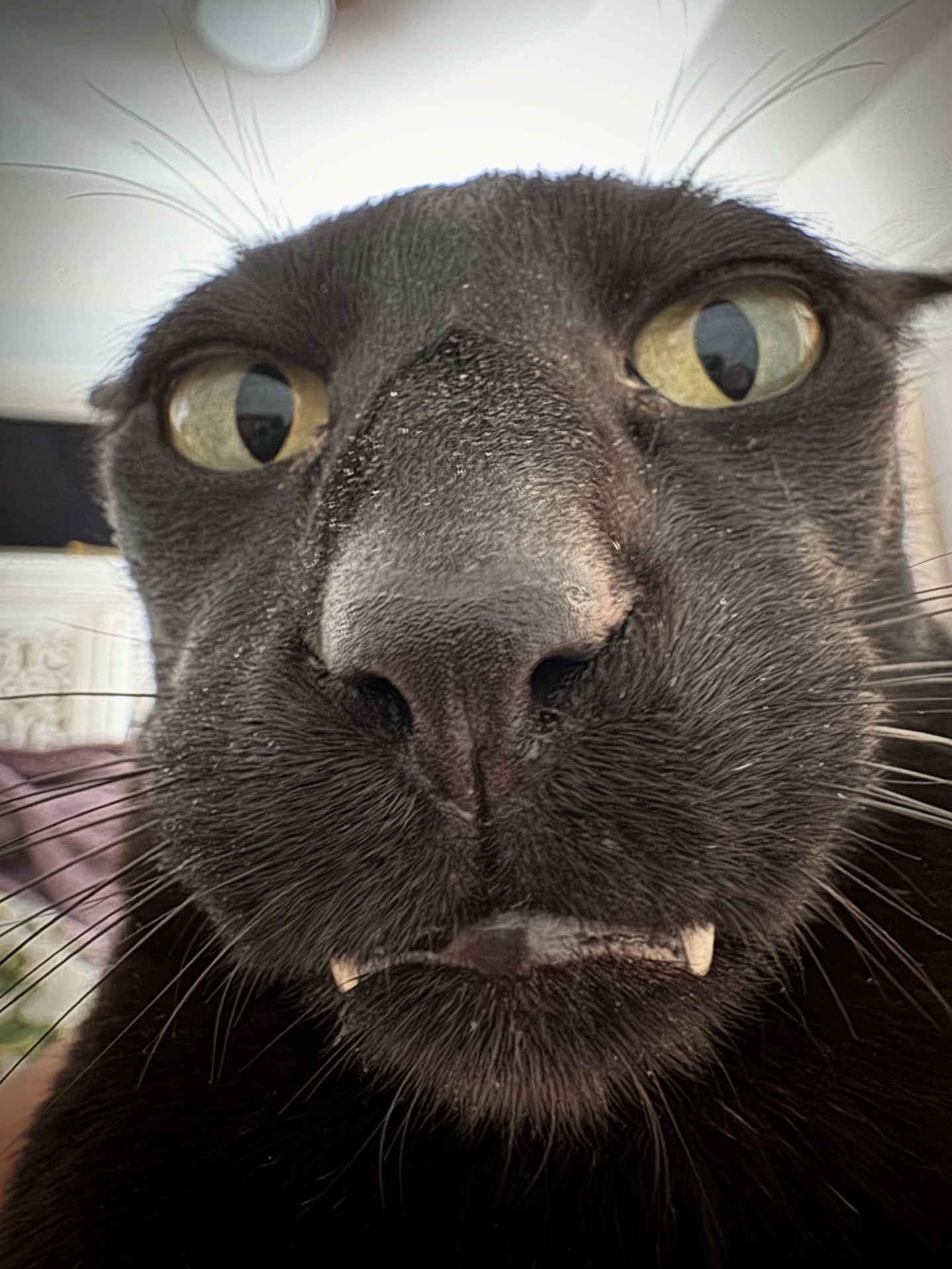Hobbikats - Instead of getting rekt…get Larried. You’ll thank us later ...