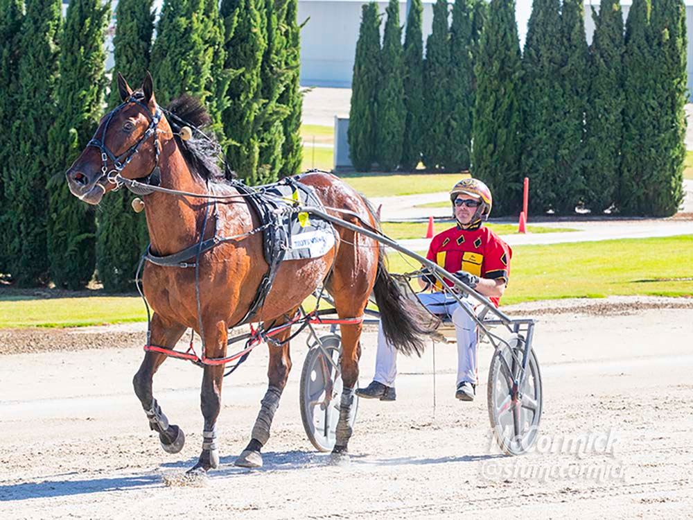 Melton - MACH THE KNIFE (Mach Three – Golden Flyin) Trainer: Kate ...