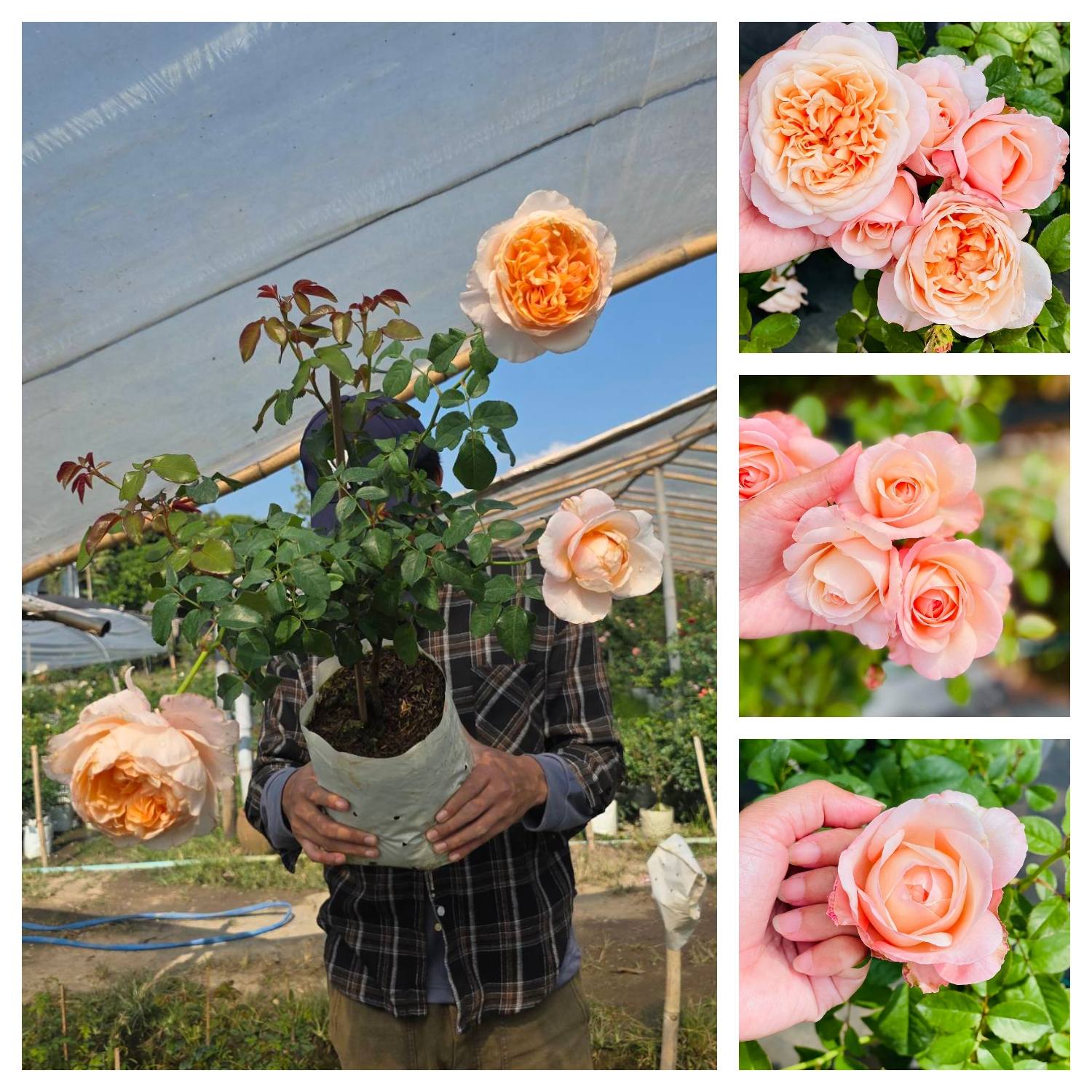 สวนกุหลาบ - Metamorphose กุหลาบตัดดอกจาก Wans Roses แปลว่า การเปลี่ยน ...