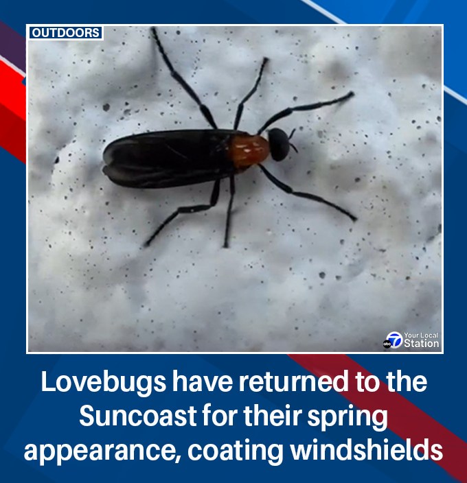 The hidden trigger behind 'Love Bug'. Have you been smothered by
