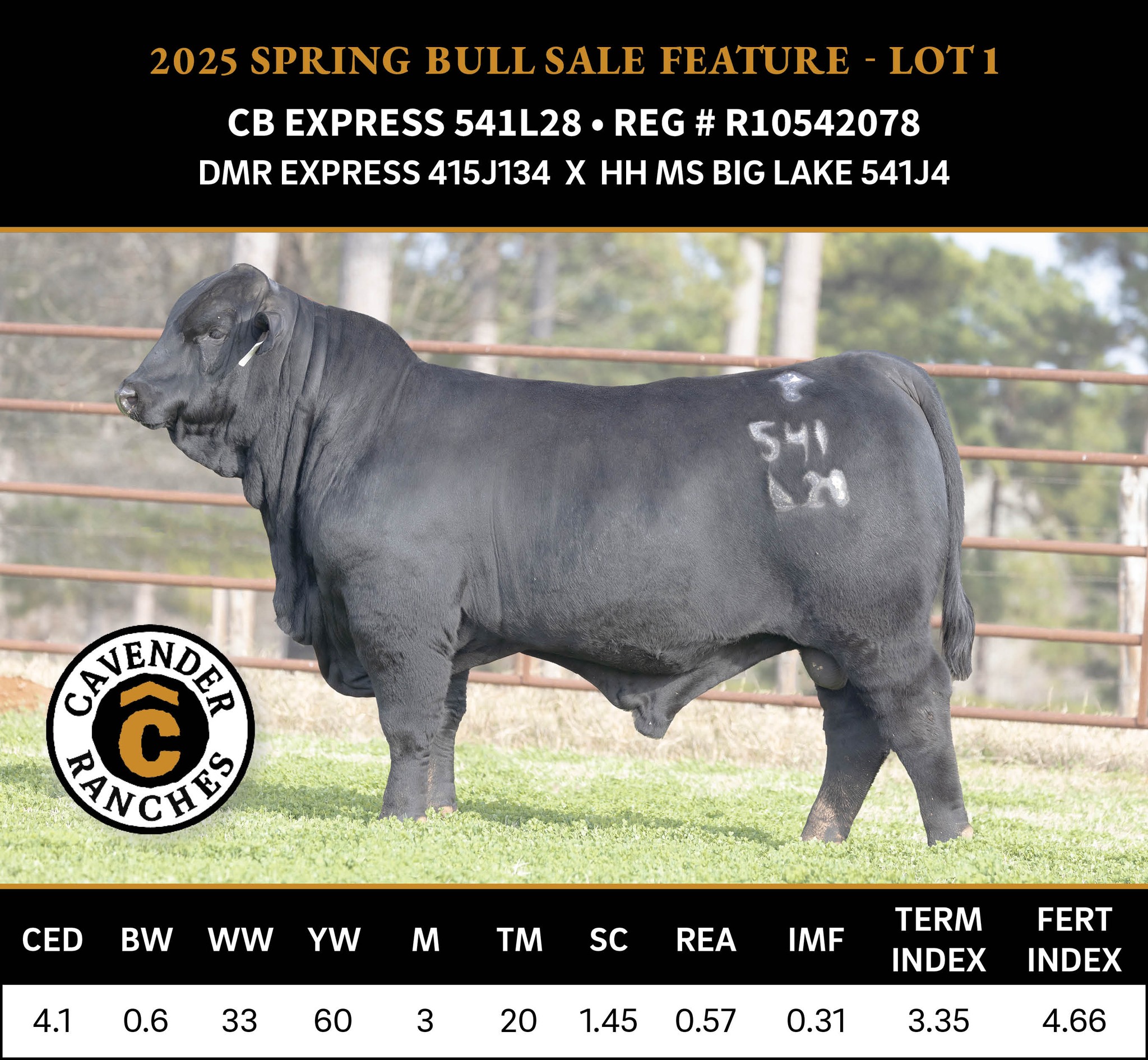 Cavender - CB EXPRESS 541L28 – LOT 1 He is a long sided smooth made ...