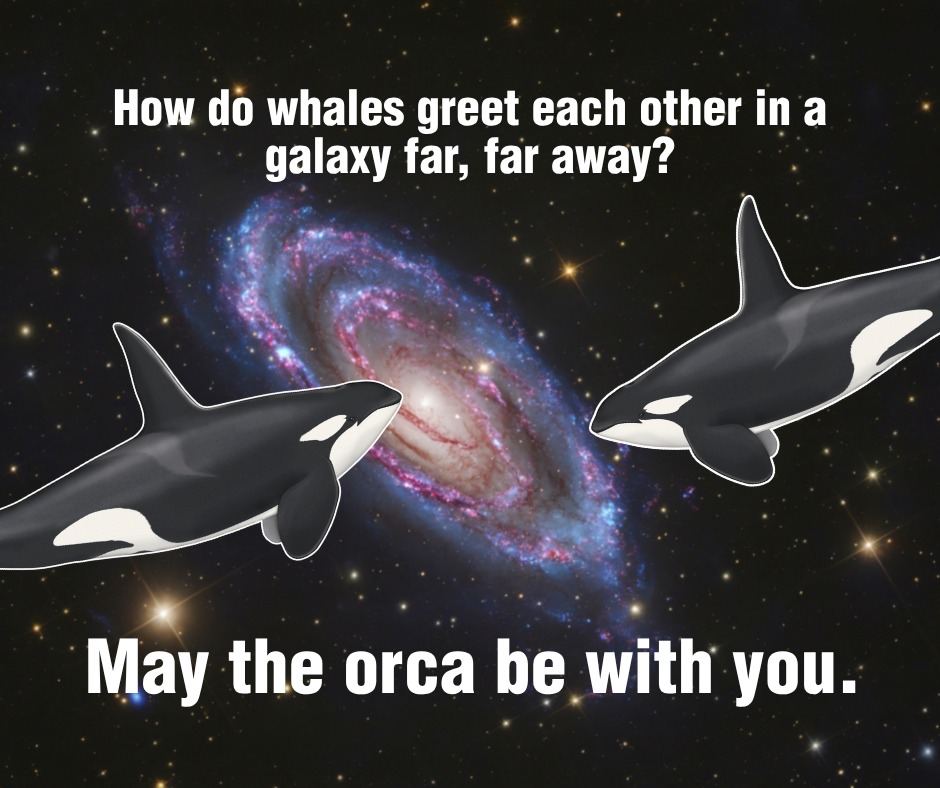 May the “orca” be with you! Happy Star Wars Day! You know the