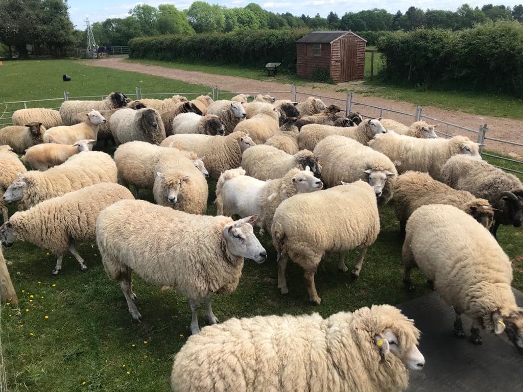 Dean Farm Trust - It’s always a great day when our woolies...