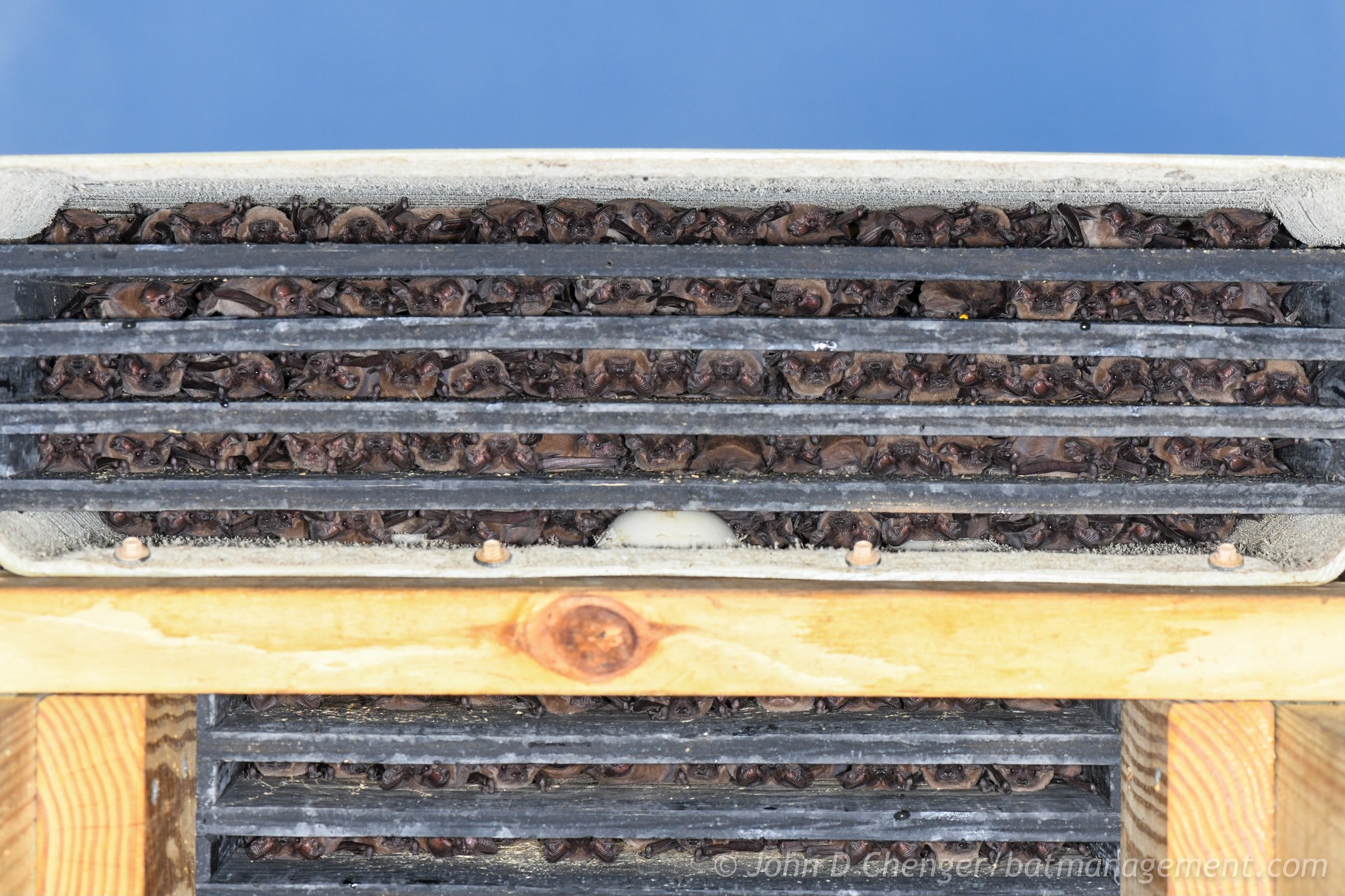 Bat Conservation and... - Bat Conservation and Management