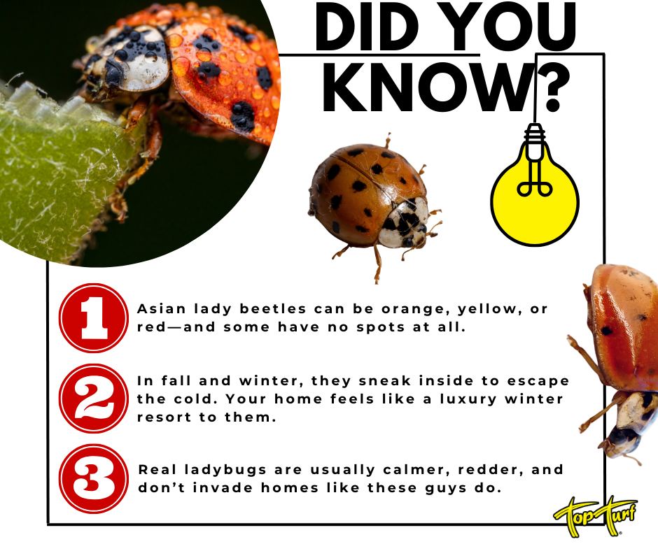 Think you have a... - Top Turf Lawn Care and Pest Management | Facebook