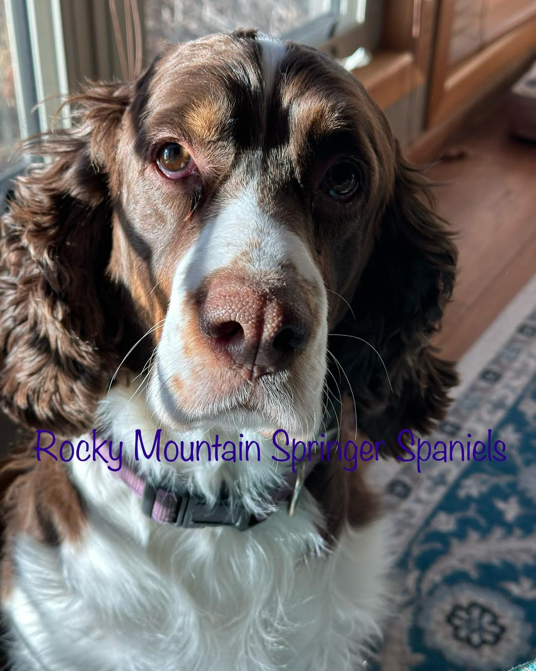 Rocky - What sipping your morning coffee looks like when you own ...