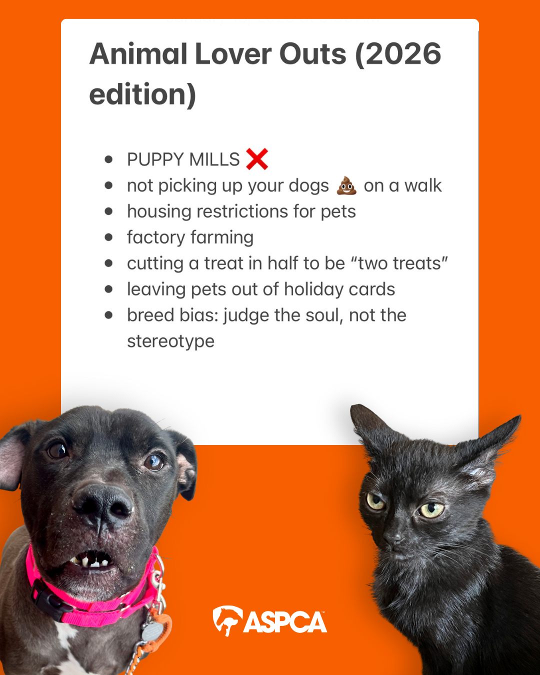 ASPCA | New York NY