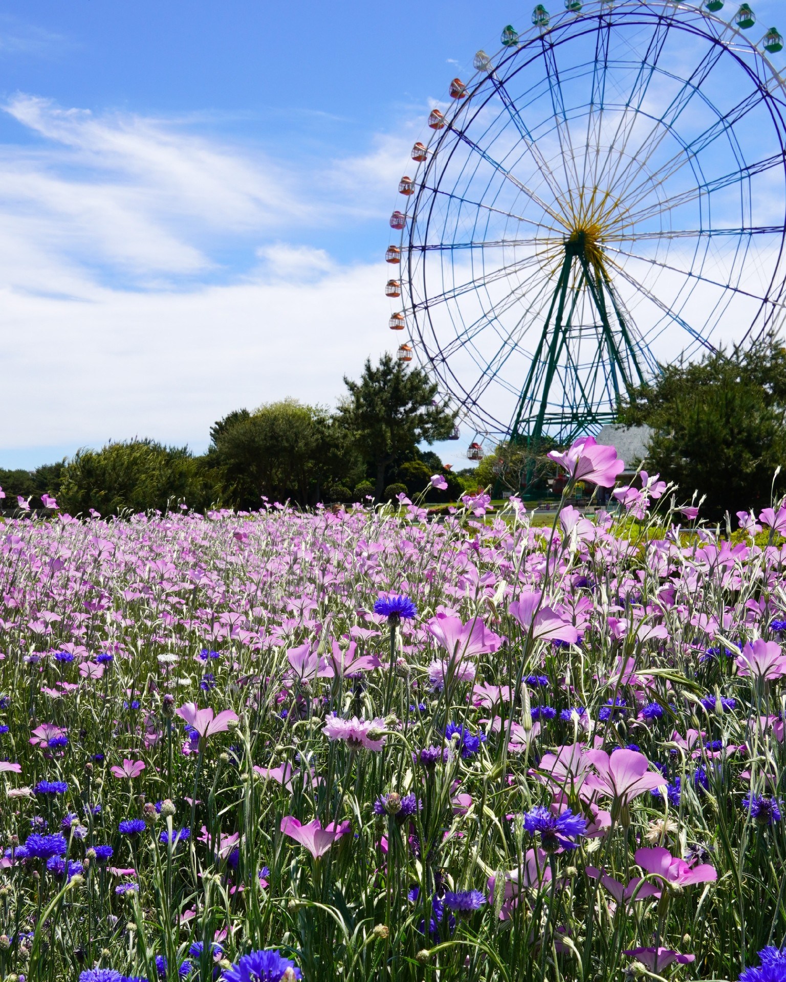 本日の園内の花たちの様子です。 ネモフィラ、ナノハナ、バラ