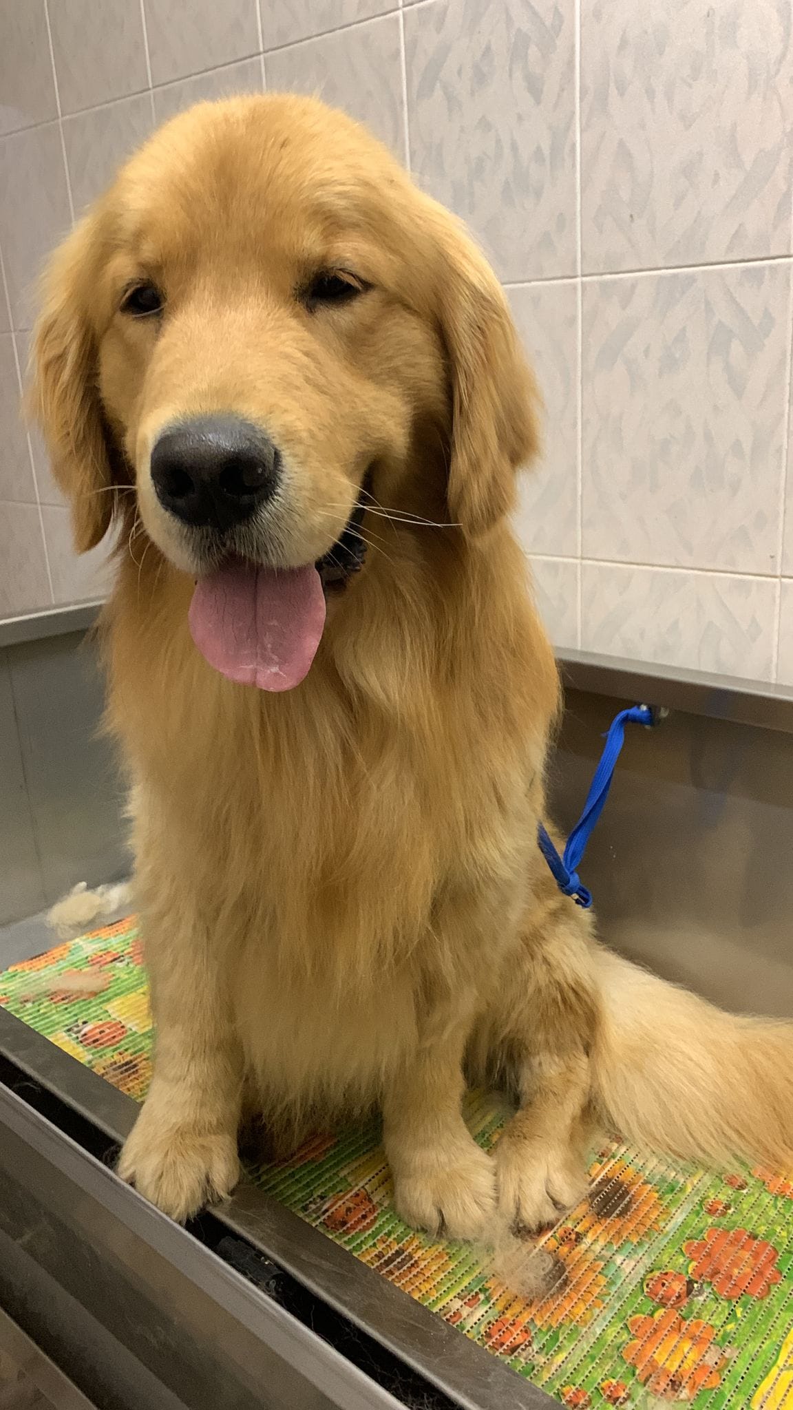 Golden Ranch - Allevamento Golden Retriever di linea Americana added a ...