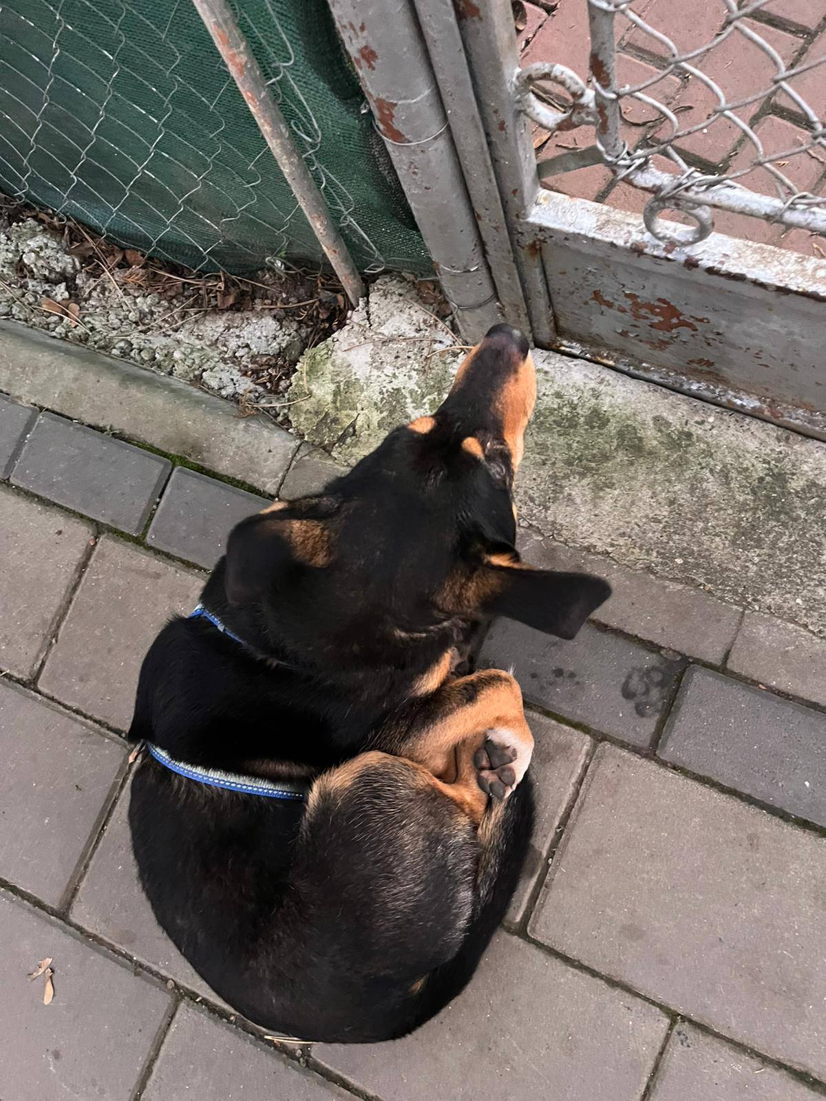 Asociatia pentru protectia animalelor Robi - - Mami de ce m-ai adus ...