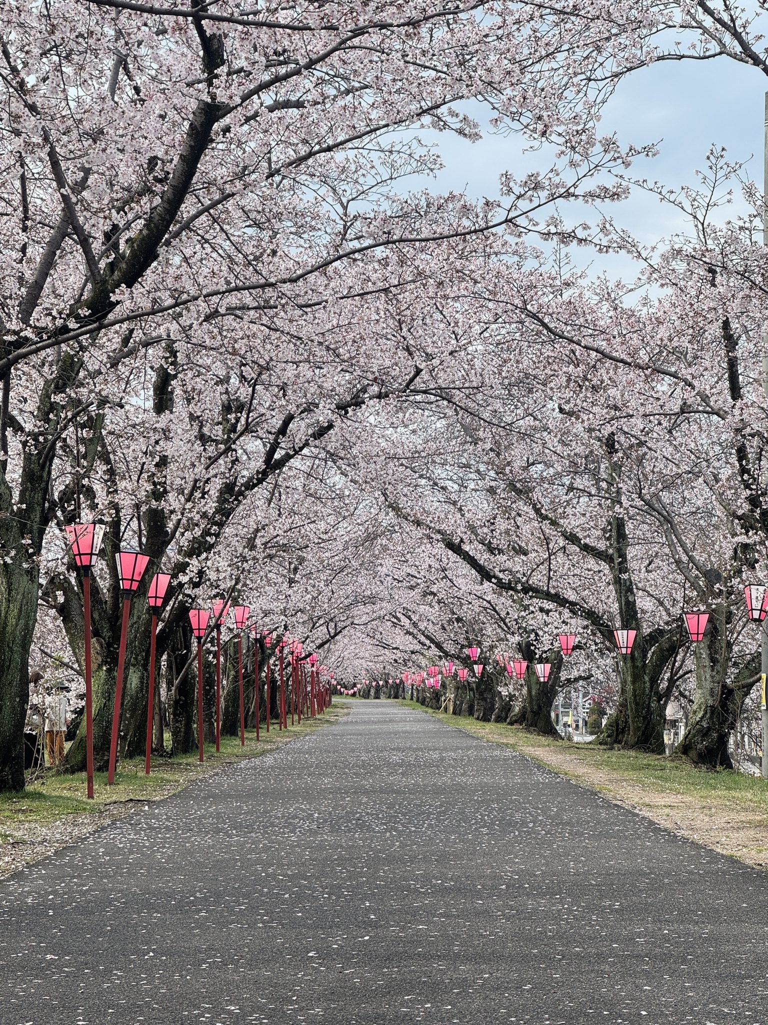 4月2日（木）9時頃に廿日市木材港北にある住吉堤防敷の桜の様子を見に