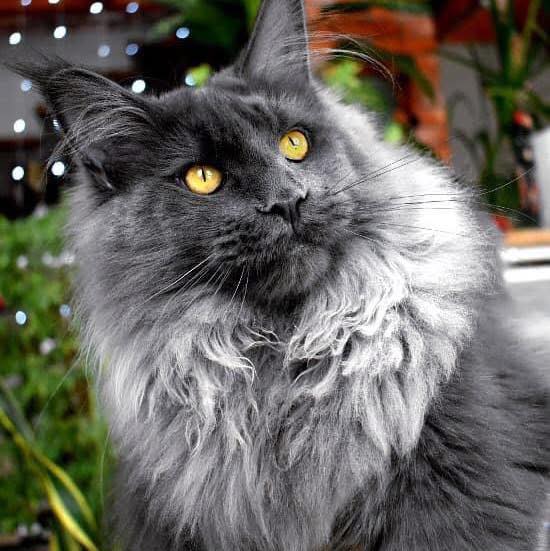 is-that-cheap-maine-coon-jaycee-s-maine-coon-cattery-facebook