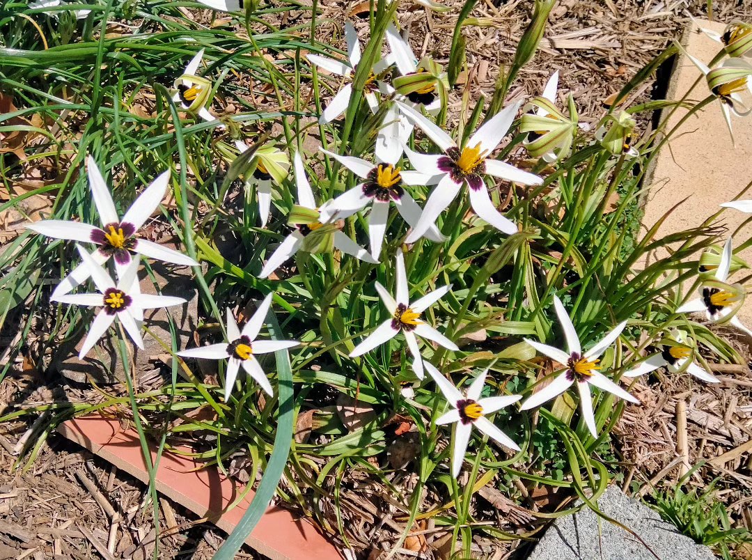 Rare Pauridia species like capensis and scullyi