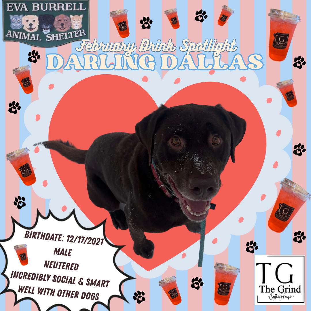 The Grind - Meet February’s Drink Spotlight: The “Darling Dallas” 🐾 ...