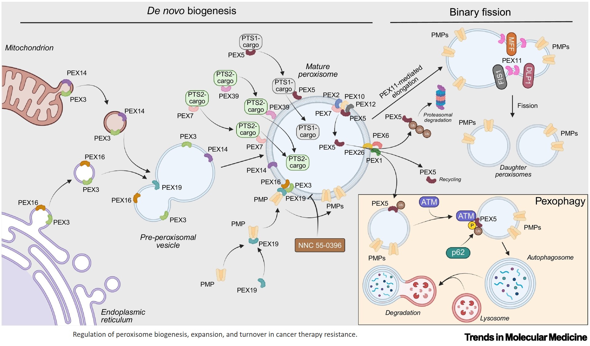 Peroxisomes in cancer therapy resistance Peroxisomes are key