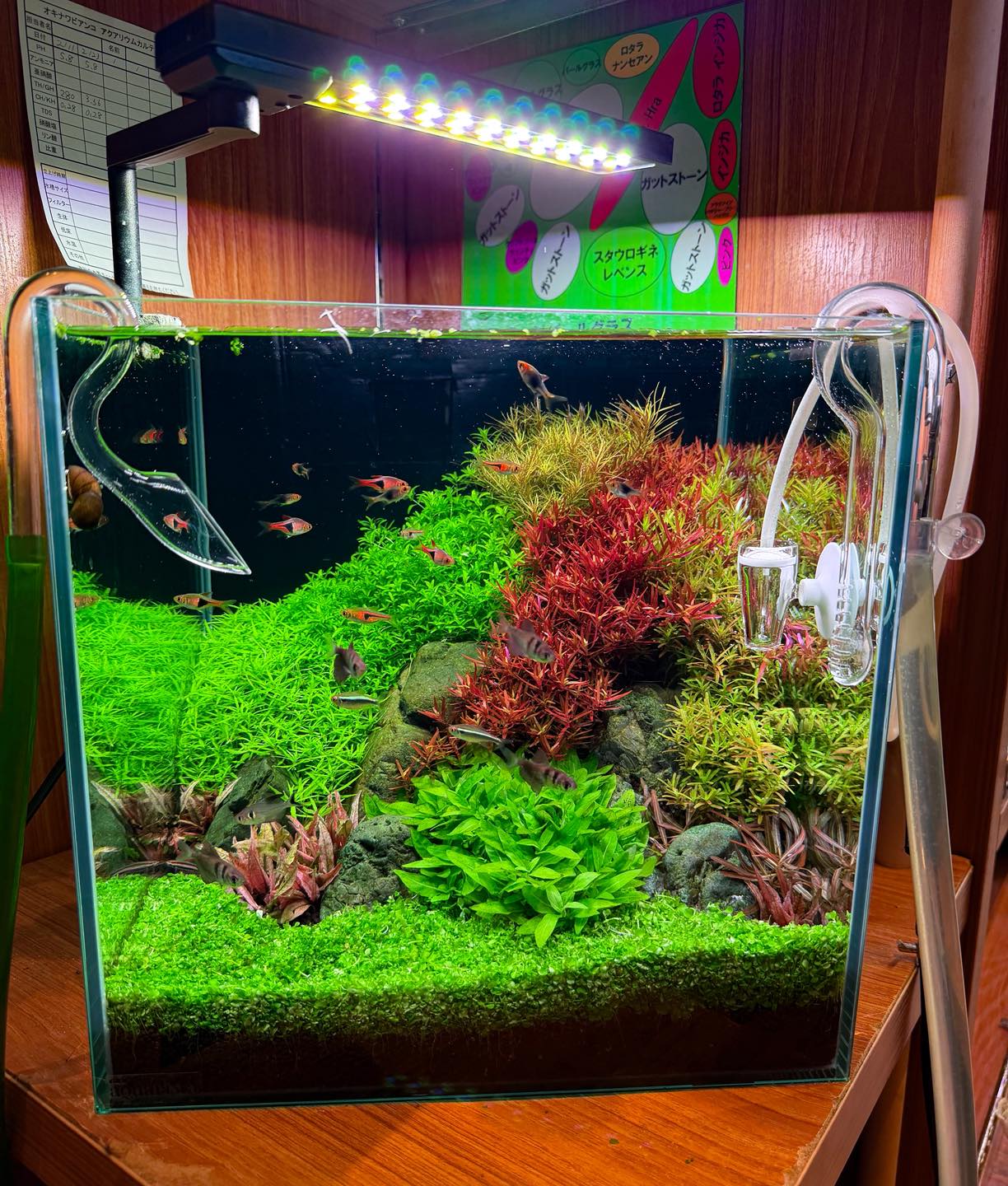 こんばんは！ 30×30×30cmのレイアウト水槽の水草も順調に育ってい 