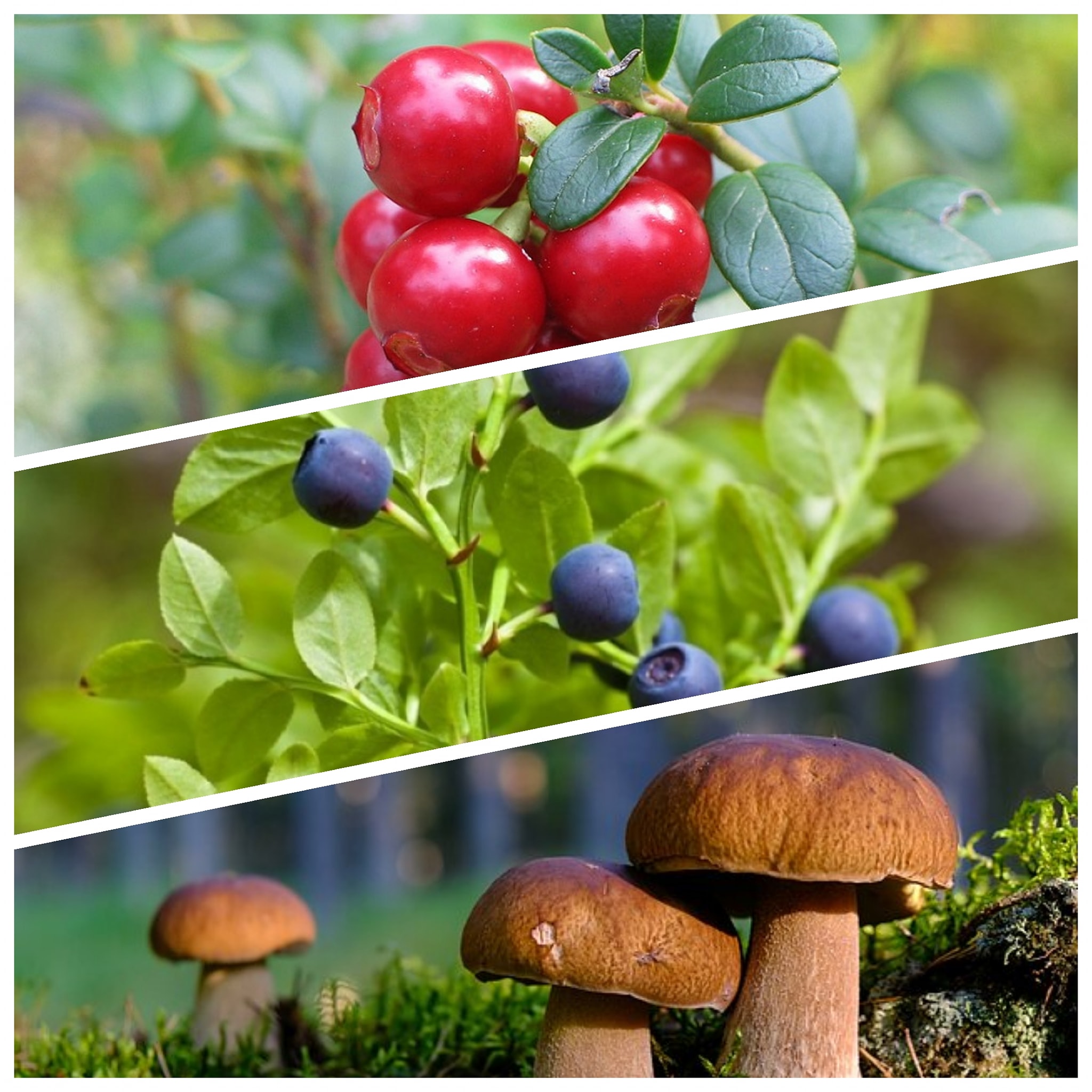 🫐🌿MIŠKO GĖRYBIŲ RINKIMAS - tai... - Kokybės laboratorija | Facebook