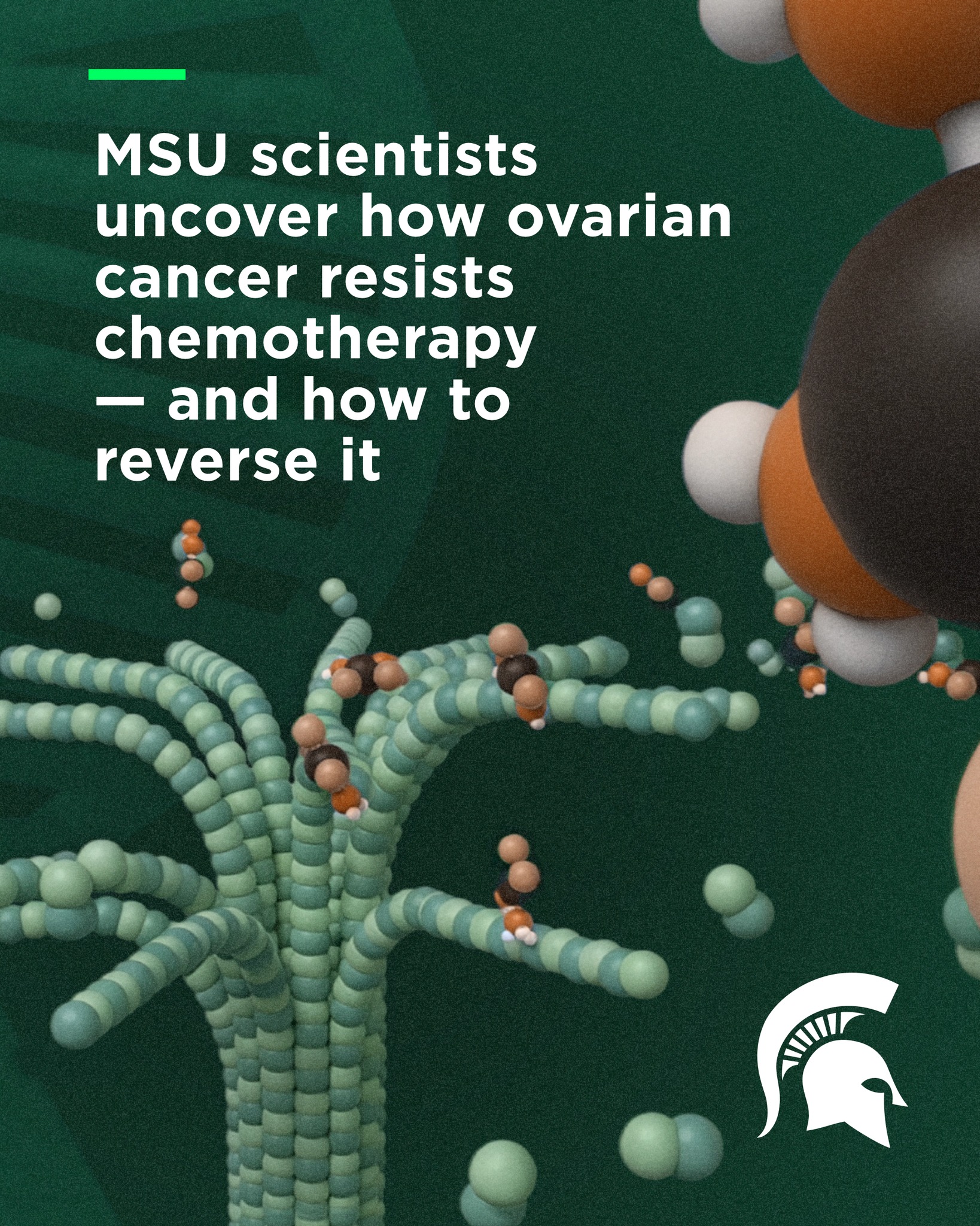 MSU researchers have identified how ovarian cancer cells become resistant to chemotherapy and discovered a protein, that, when blocked, can restore the drug's effectiveness. Up to 80% of ovarian cancer patients initially