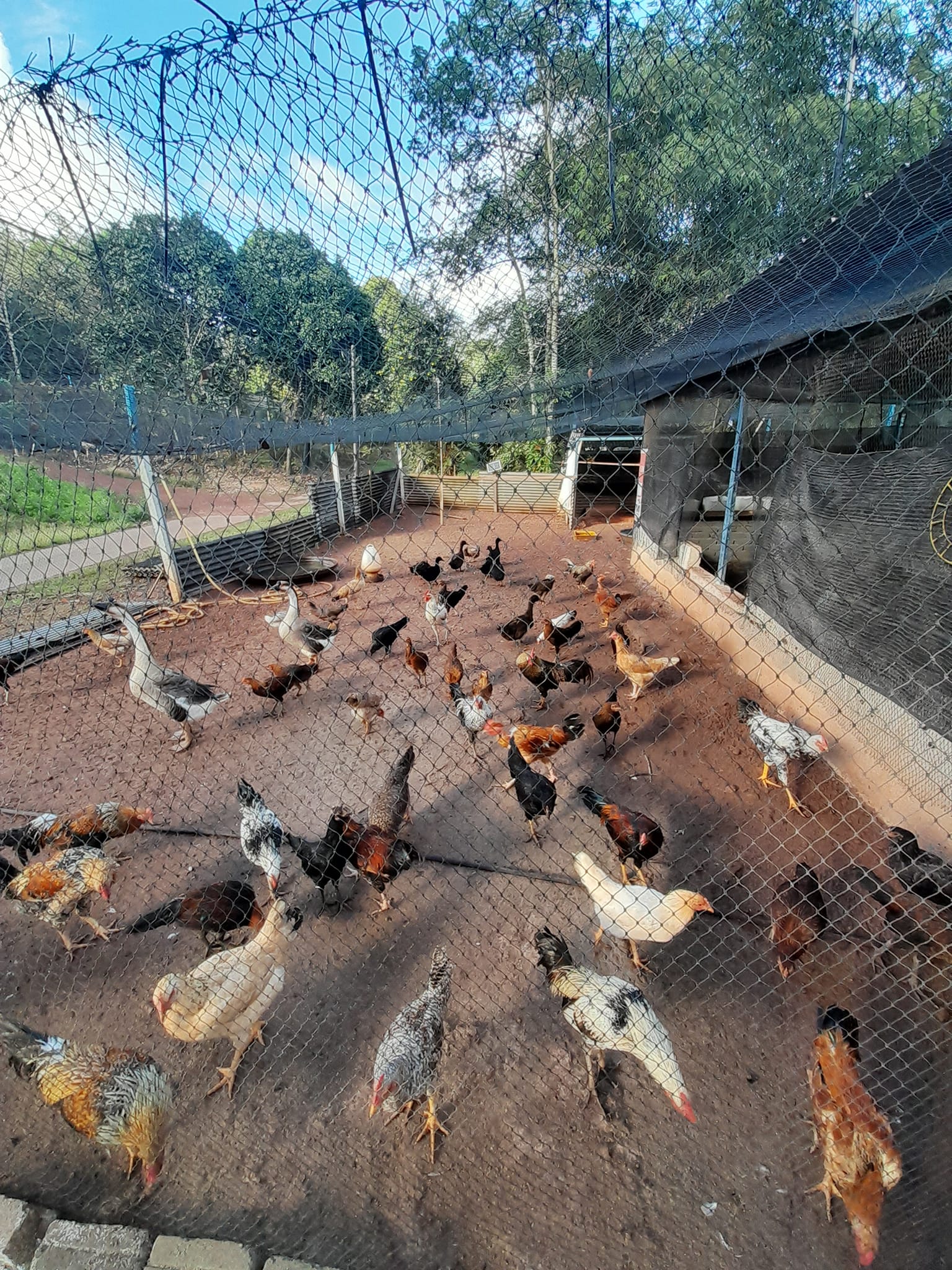 ROSSA Global Farm | Mentakab
