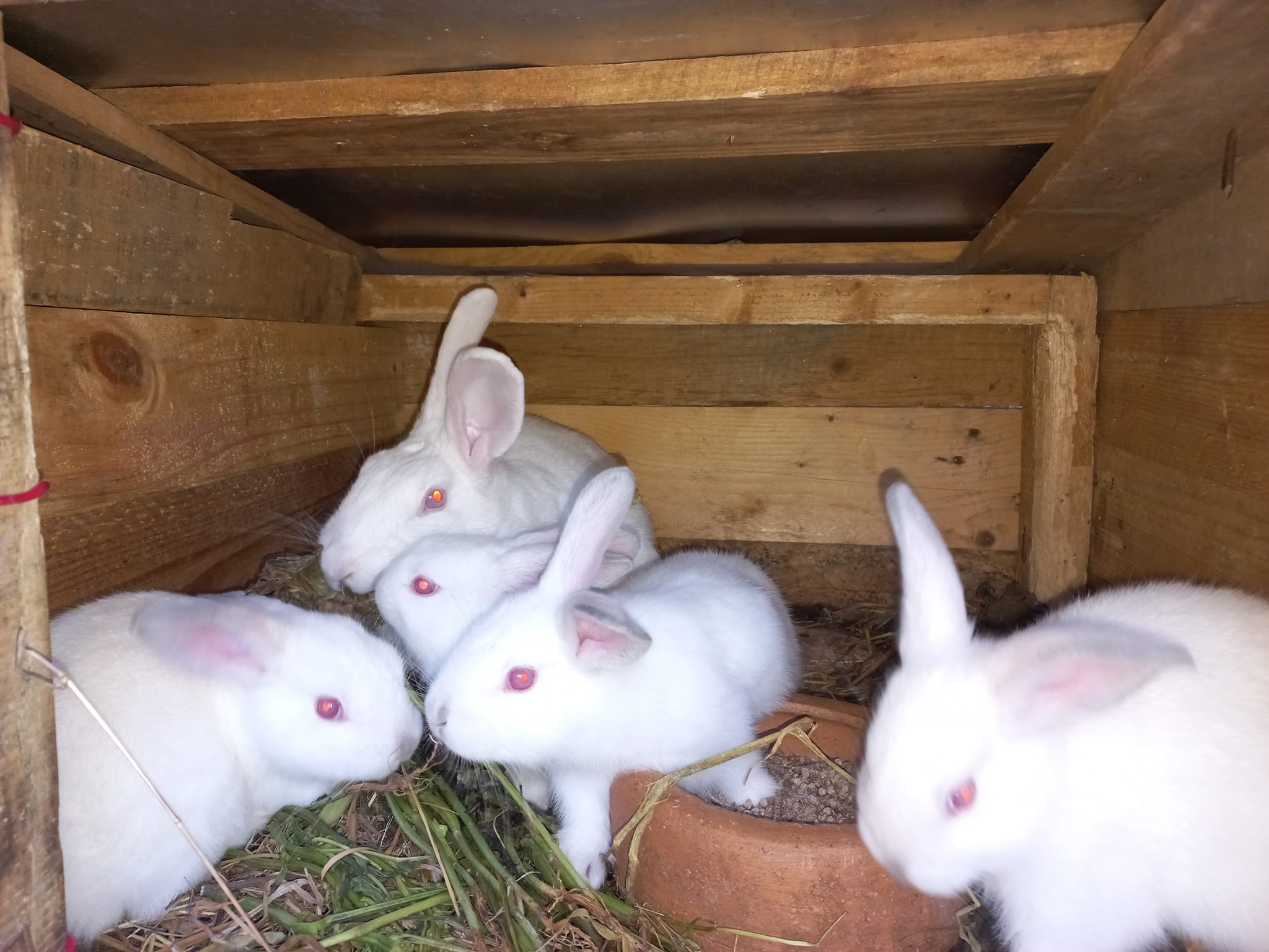 ZAGOJEMI RABBITS FARM KENYA | 2 month old bunnies for sale, Kshs 500 ...
