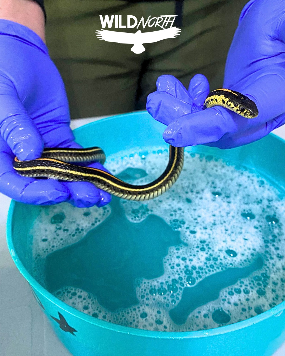 WILDNorth - Did you know that WILDNorth cares for snakes? We are ...