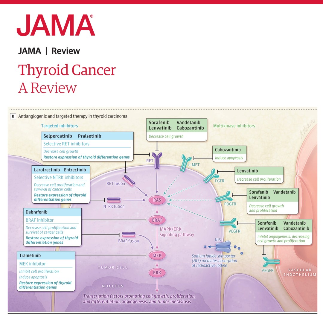 how does semaglutide affect thyroid with Underactive Thyroid: Safety & Provider Guidance  PlexusDx Semaglutide and Thyroid Health: Safe