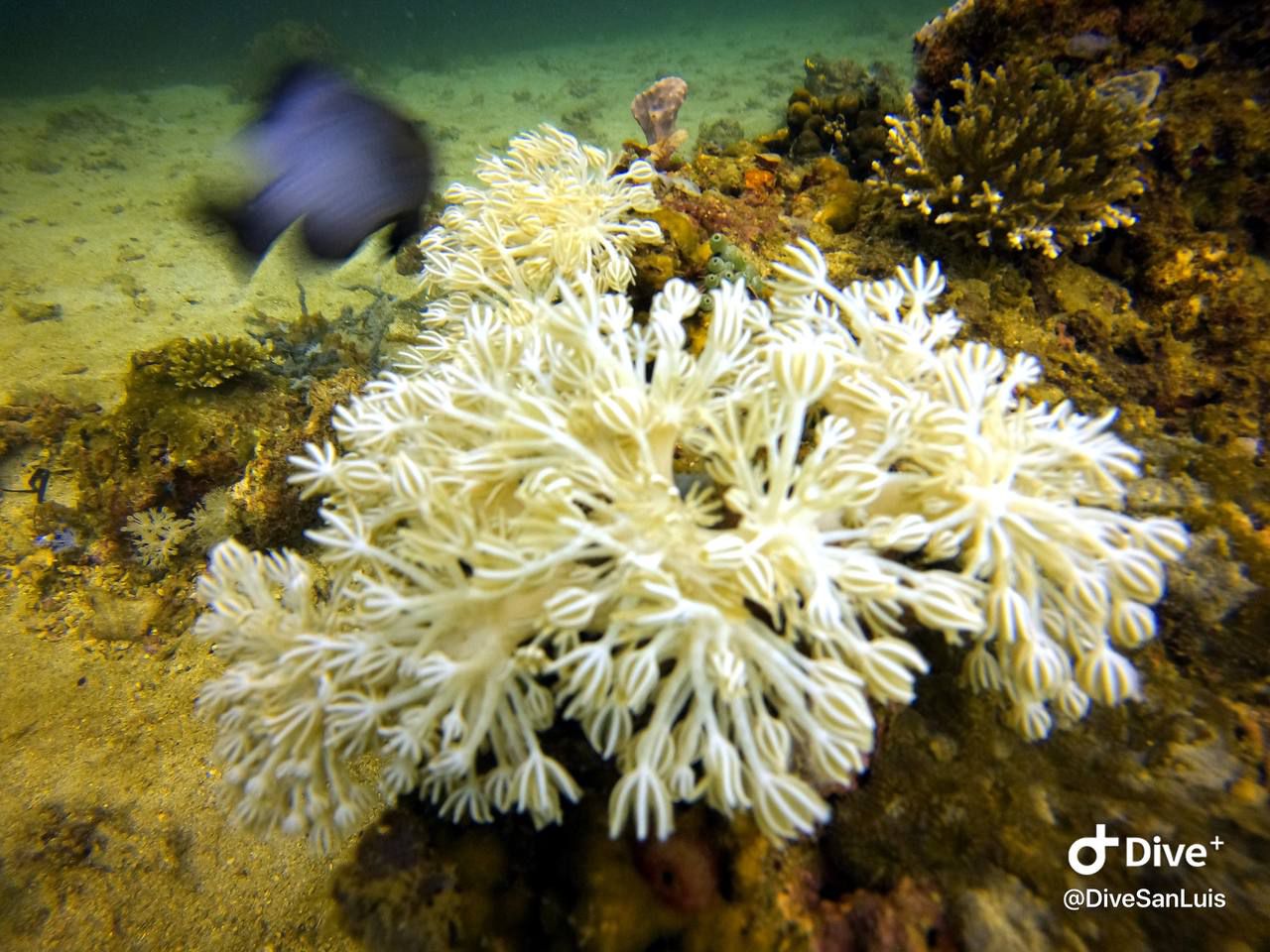 Dive - Soft corals, which are members of the class Octocorallia, are ...