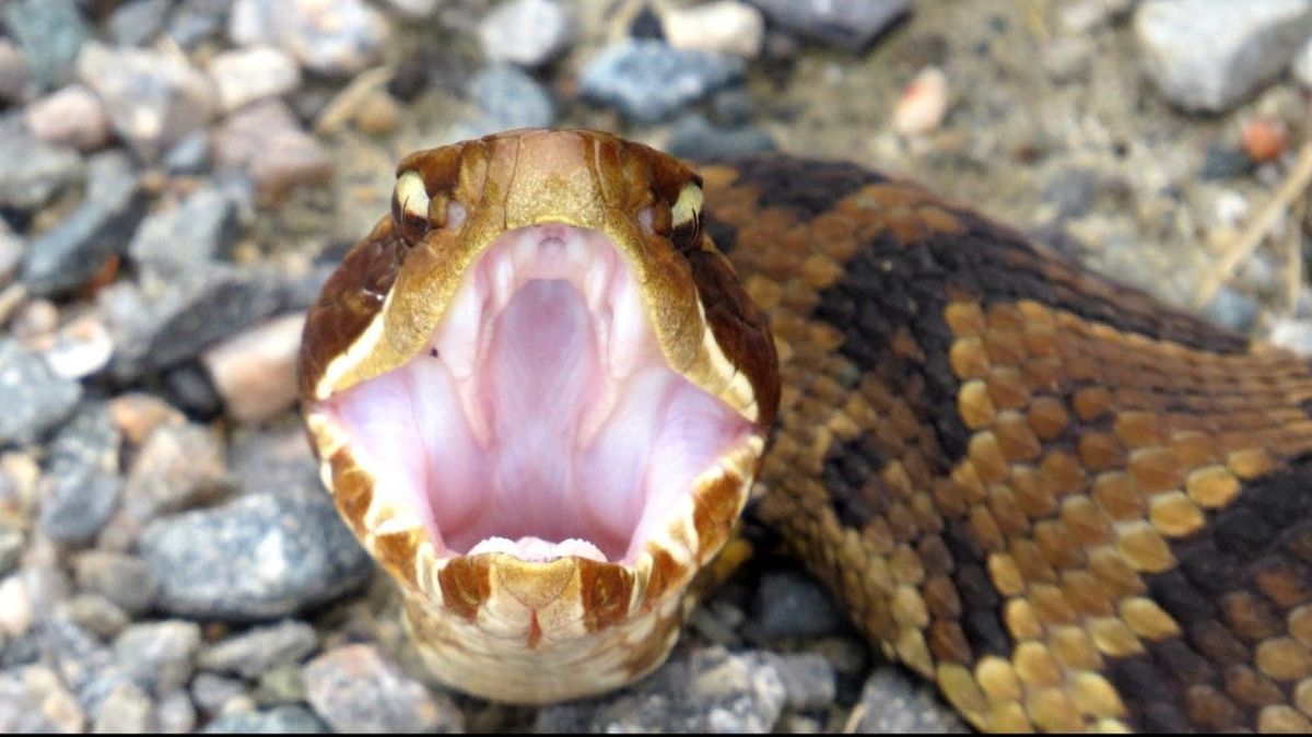 Montgomery - One of 8 U.S. lakes with the most snakes, according to ...
