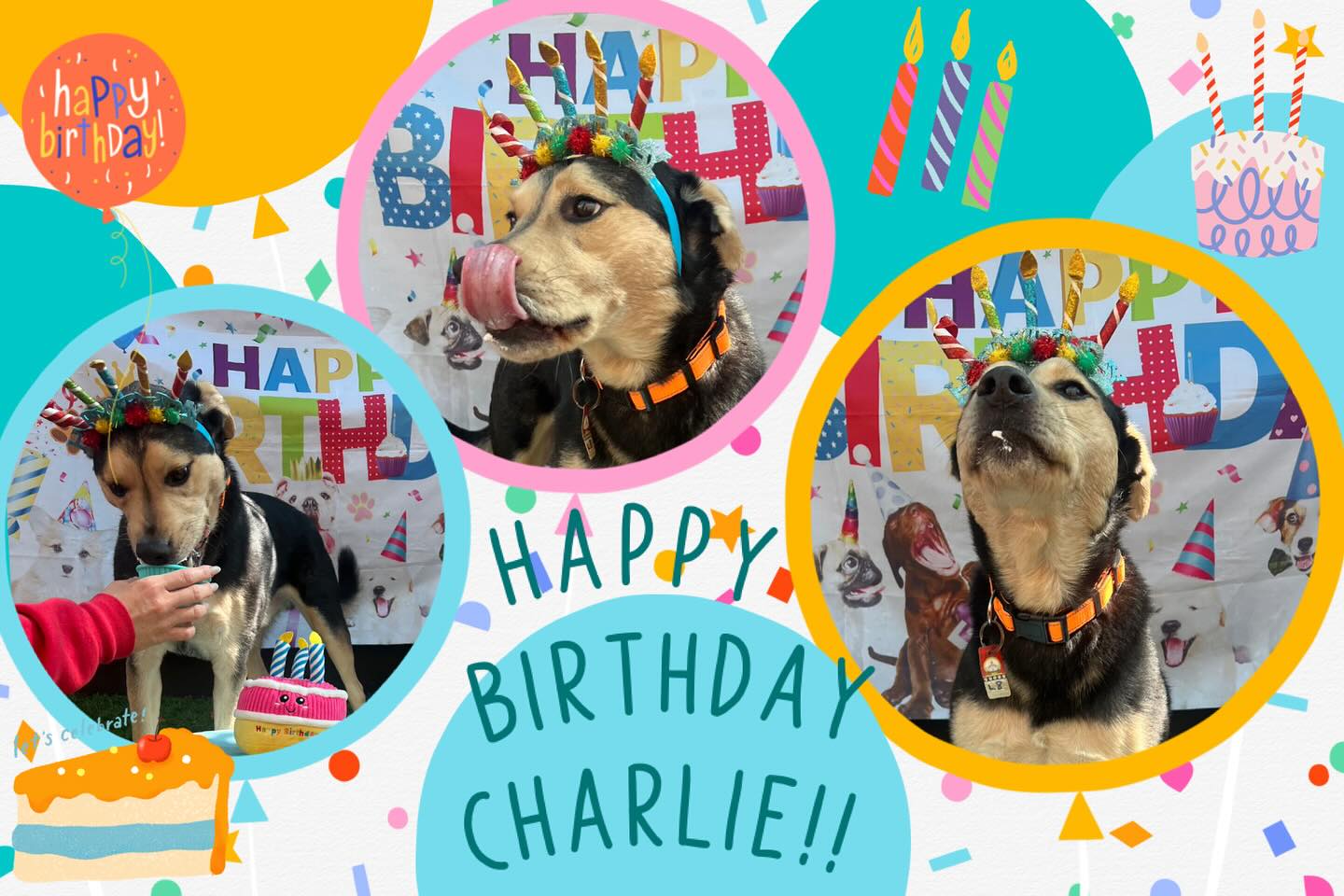 The Pet - Happy Birthday, Charlie!!! | Facebook