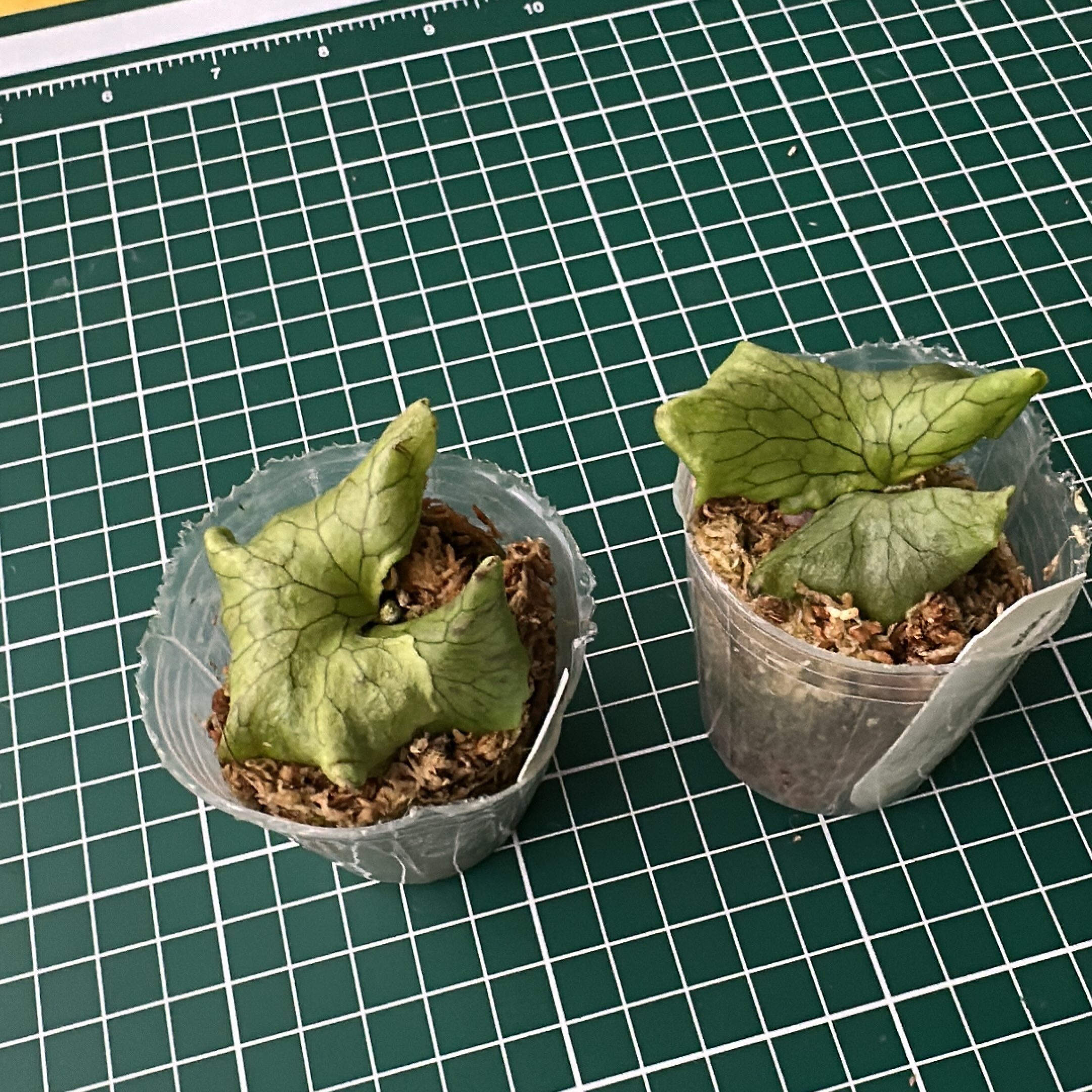 Current favourite in the greenhouse Platycerium Wandae Dwarf